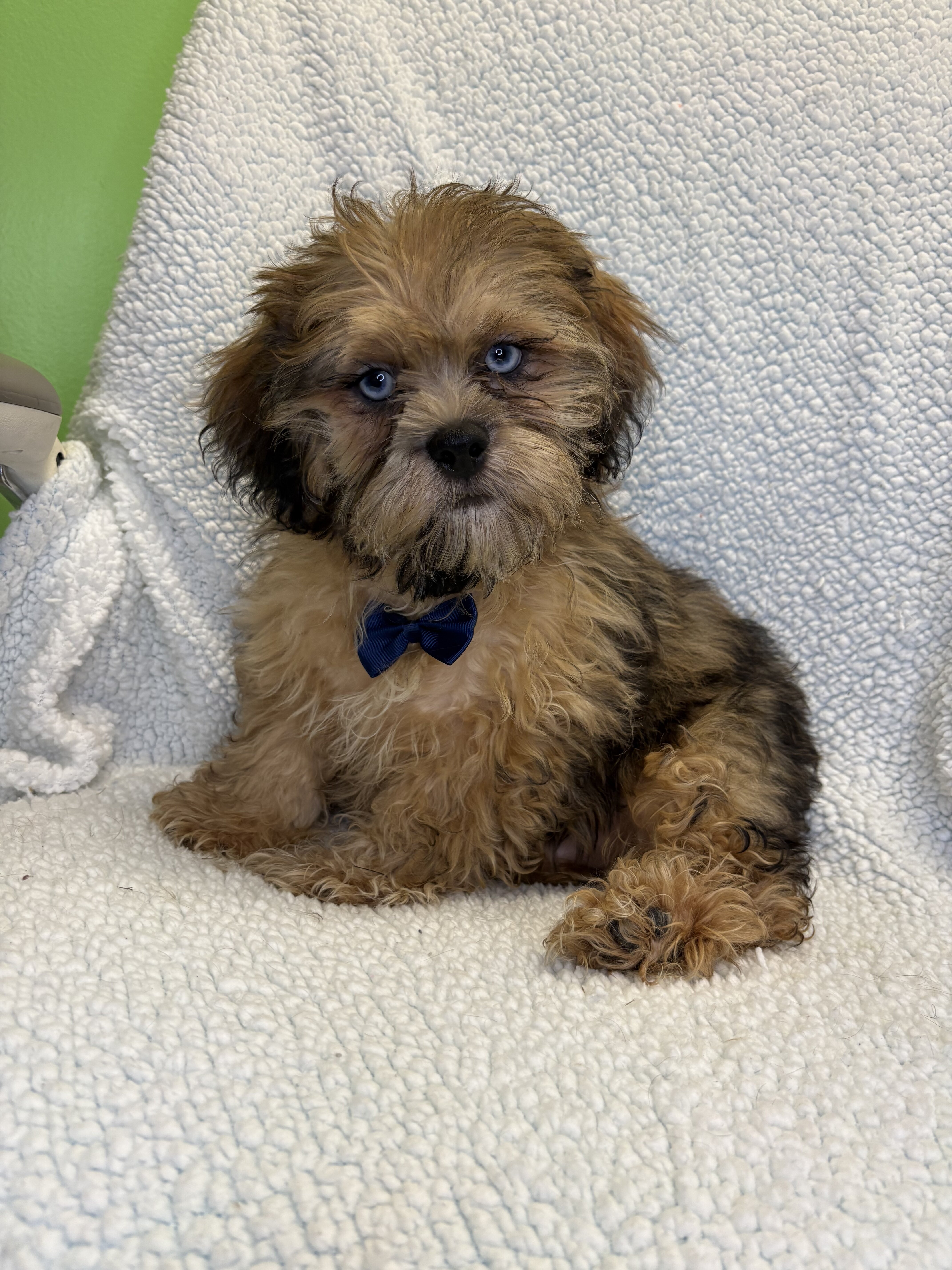Shihpoo Puppies image 2