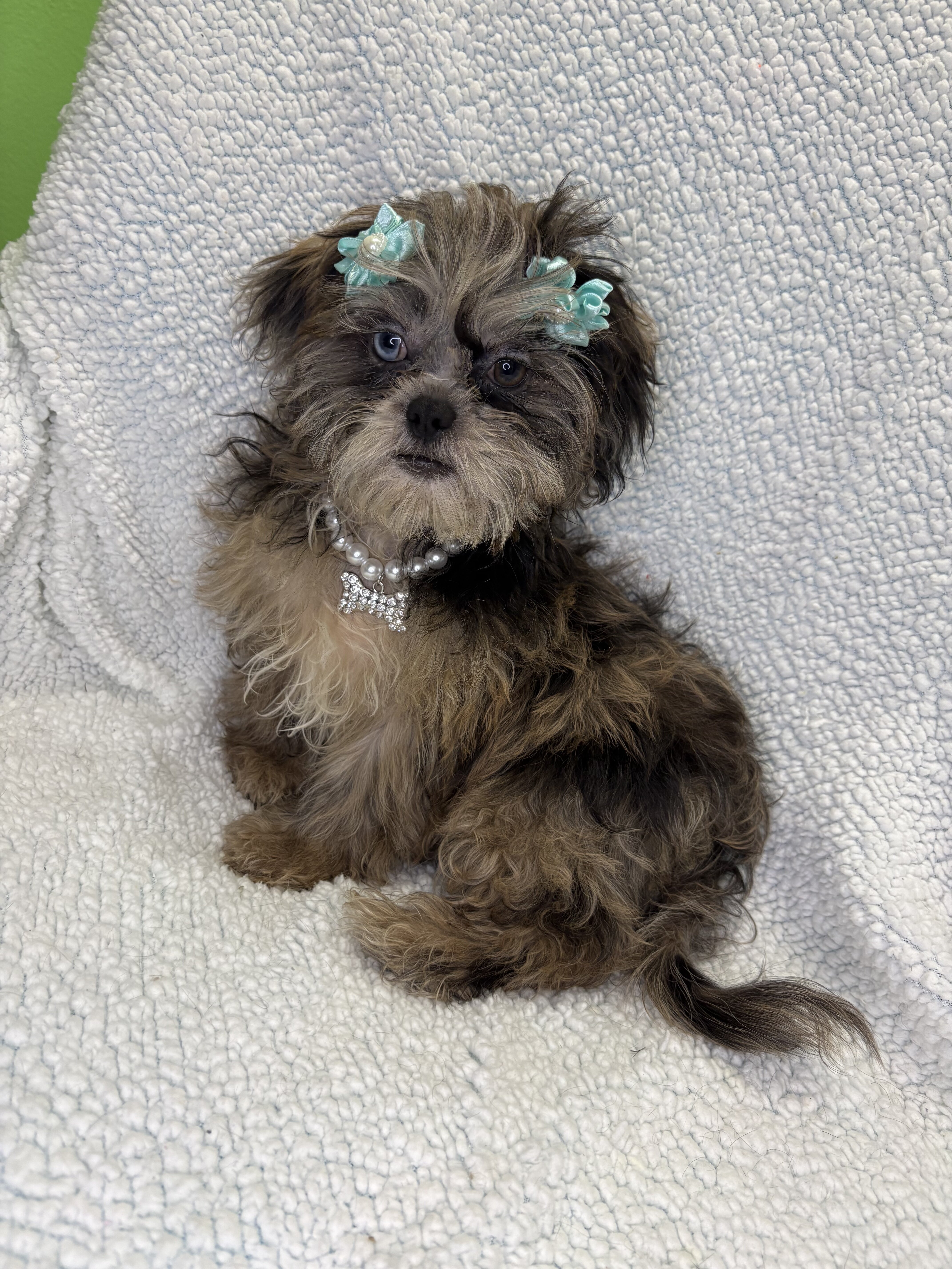 Shihpoo Puppies image 1