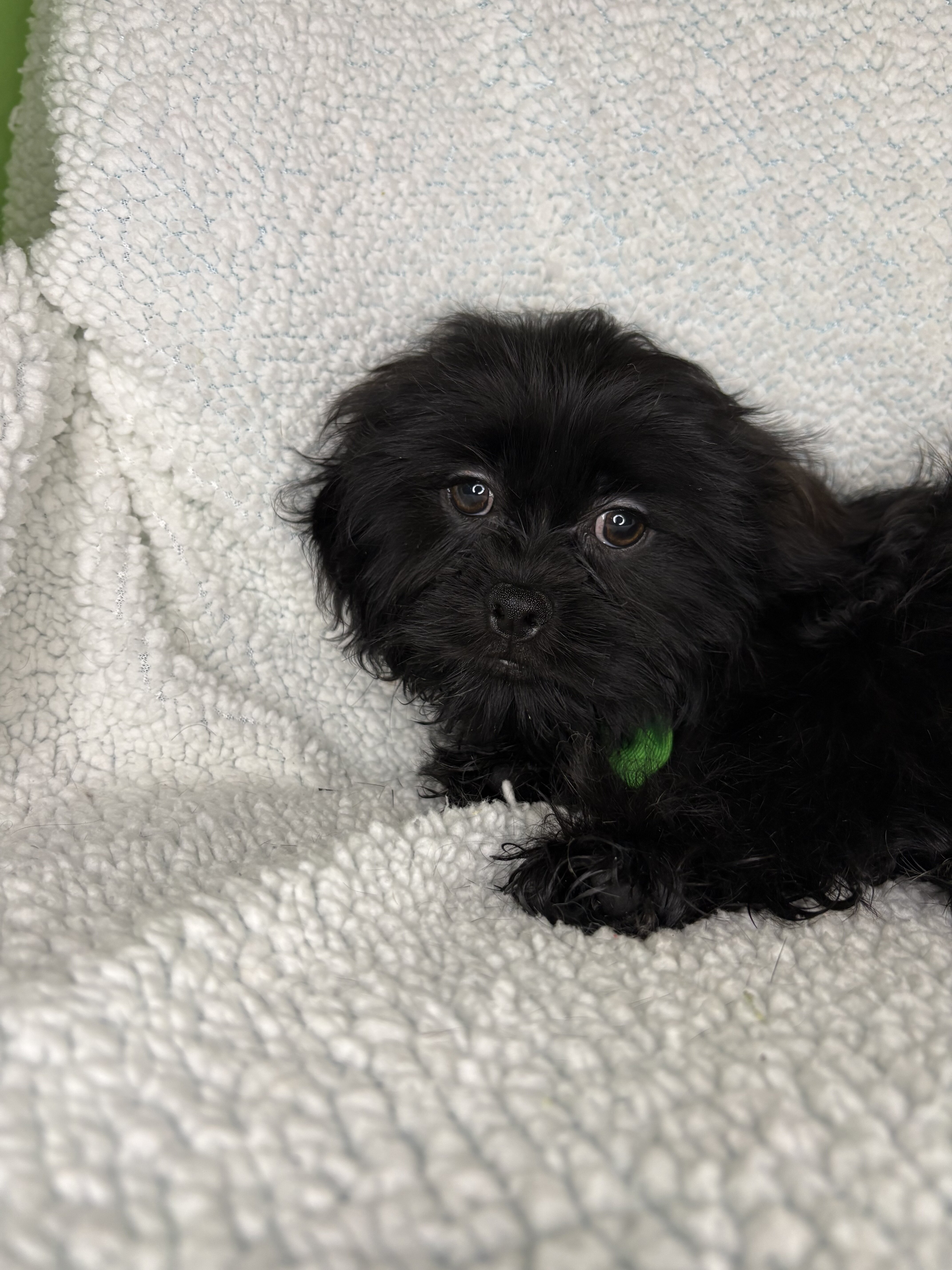 Shihpoo Puppies image 4