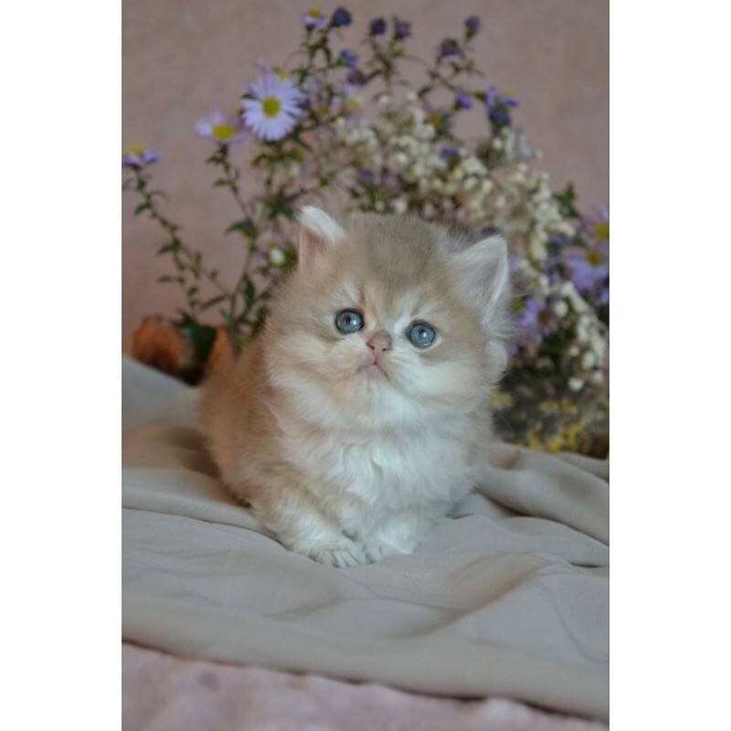 Cat image 7