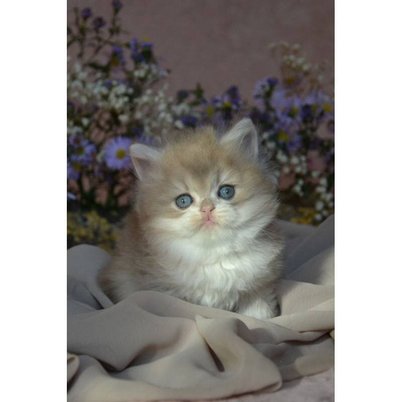 Cat image 6