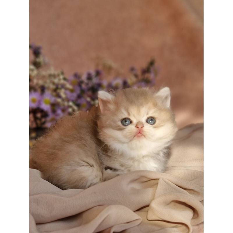 Cat image 8