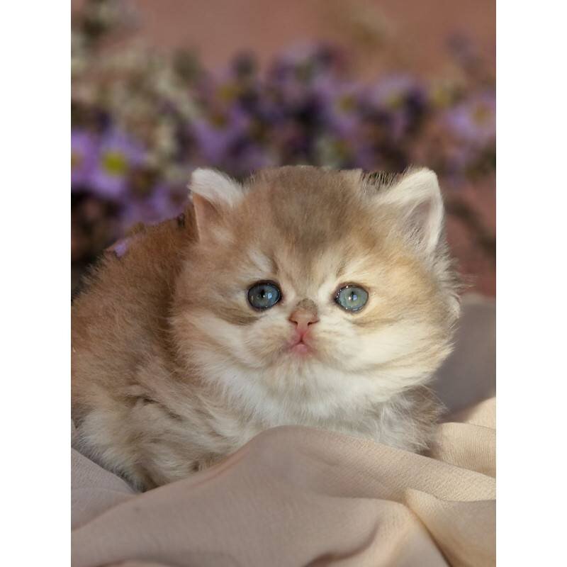 Cat image 9
