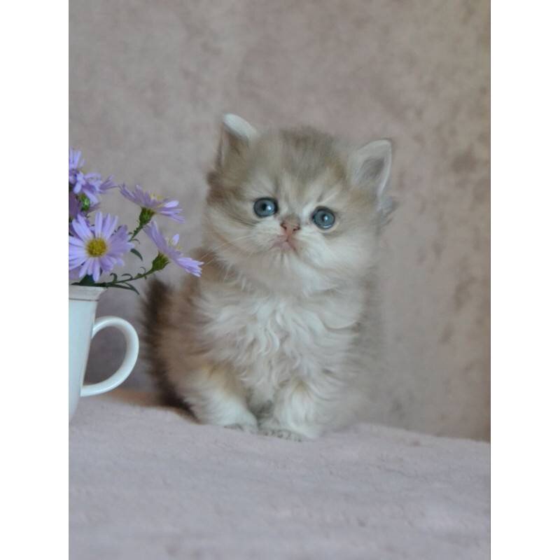 Cat image 1