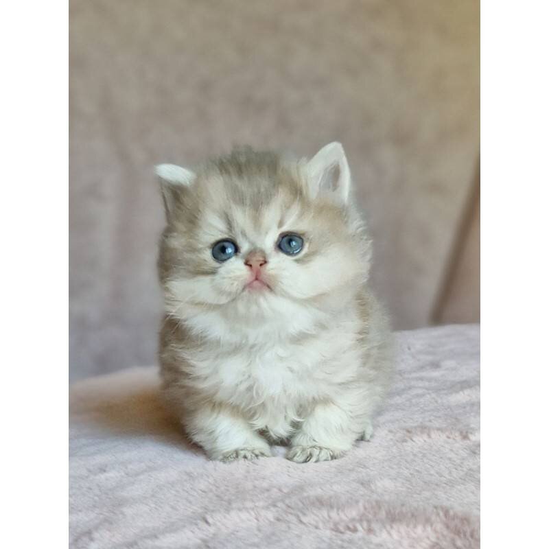 Cat image 2