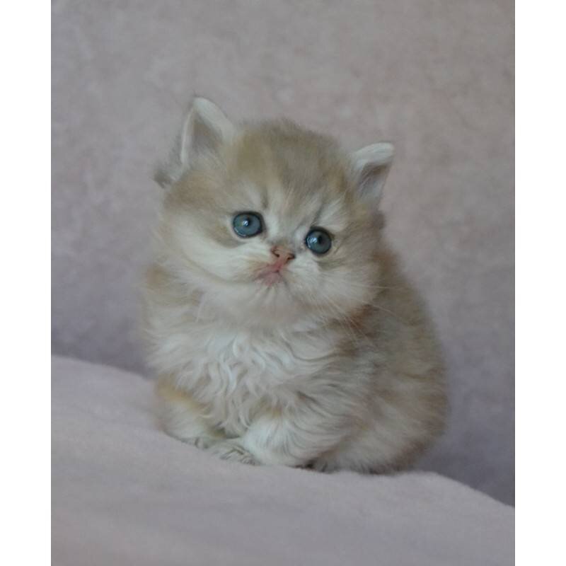 Cat image 3