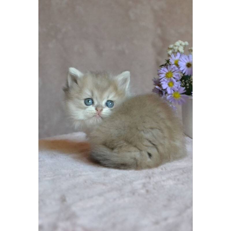 Cat image 4