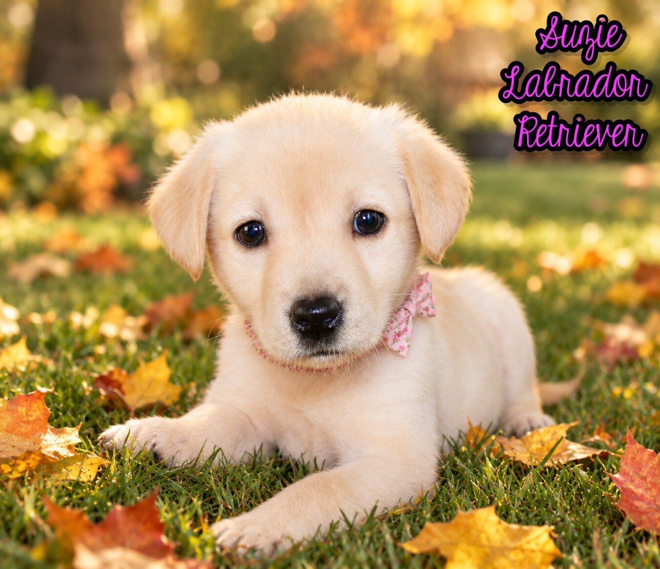 Suzie Female AKC Labrador Retriever image 1