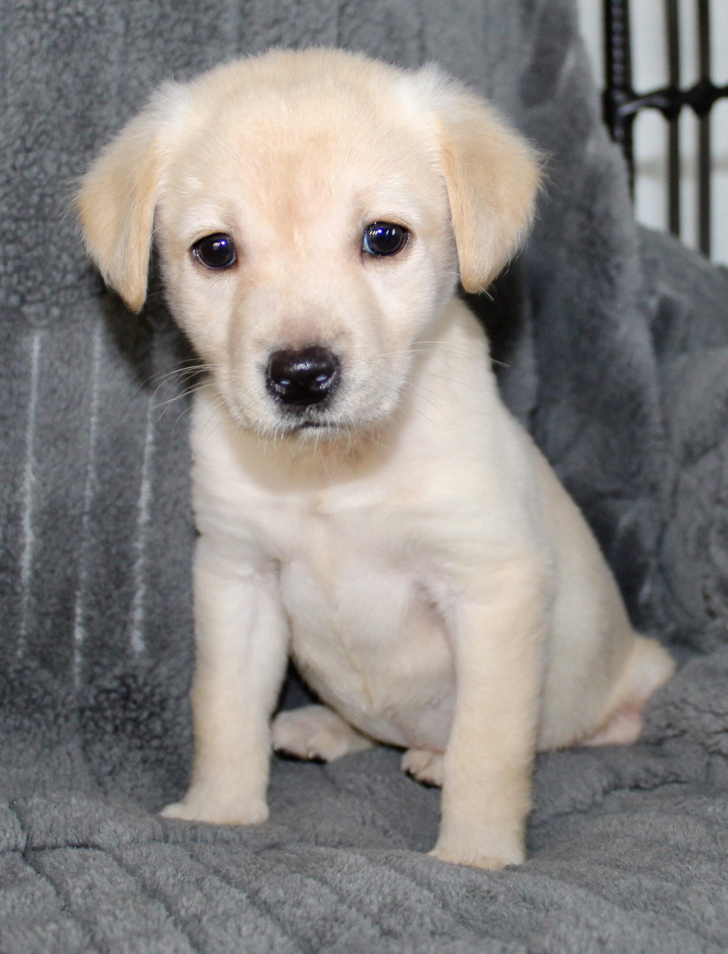 Suzie Female AKC Labrador Retriever image 2