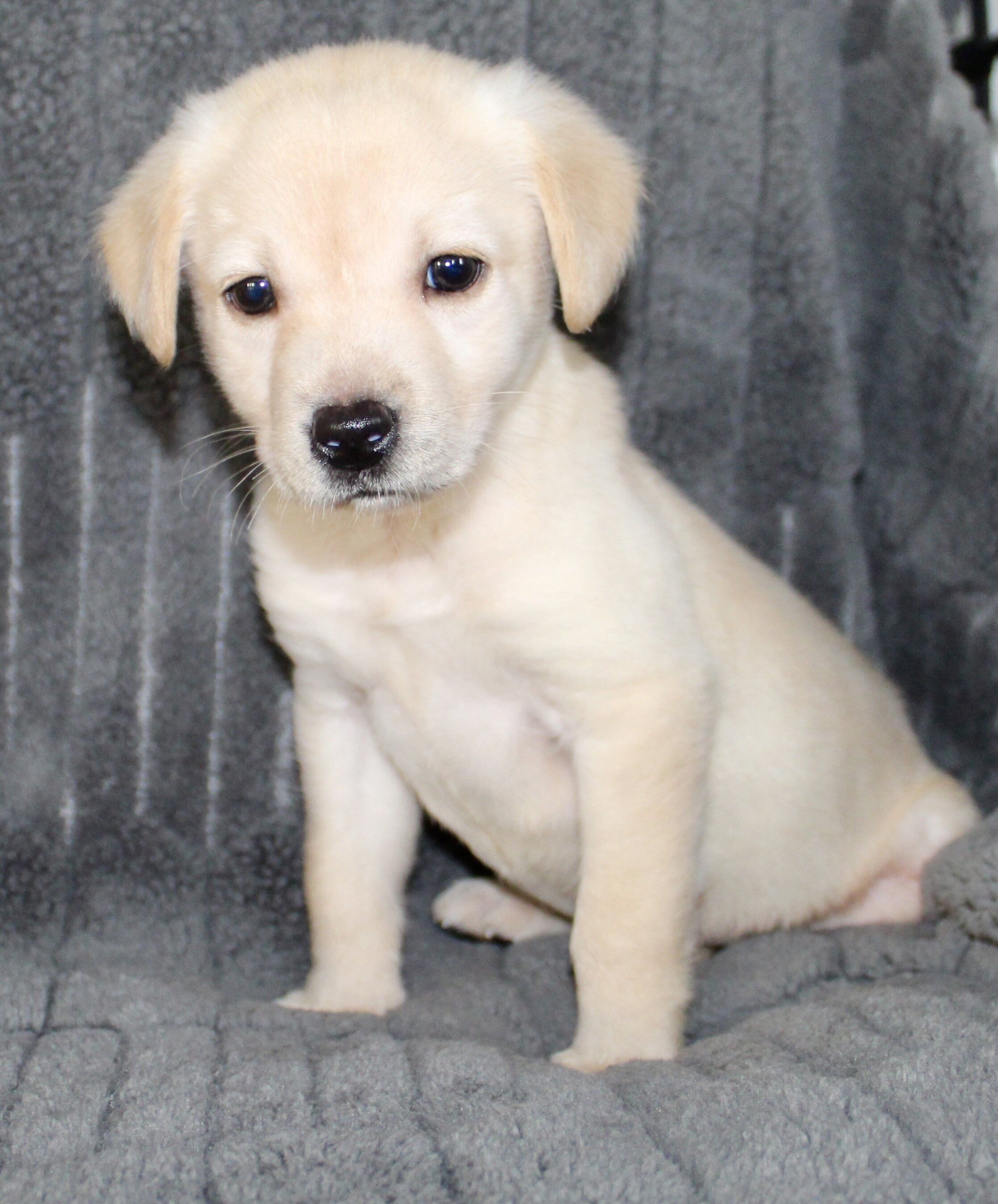 Suzie Female AKC Labrador Retriever image 3