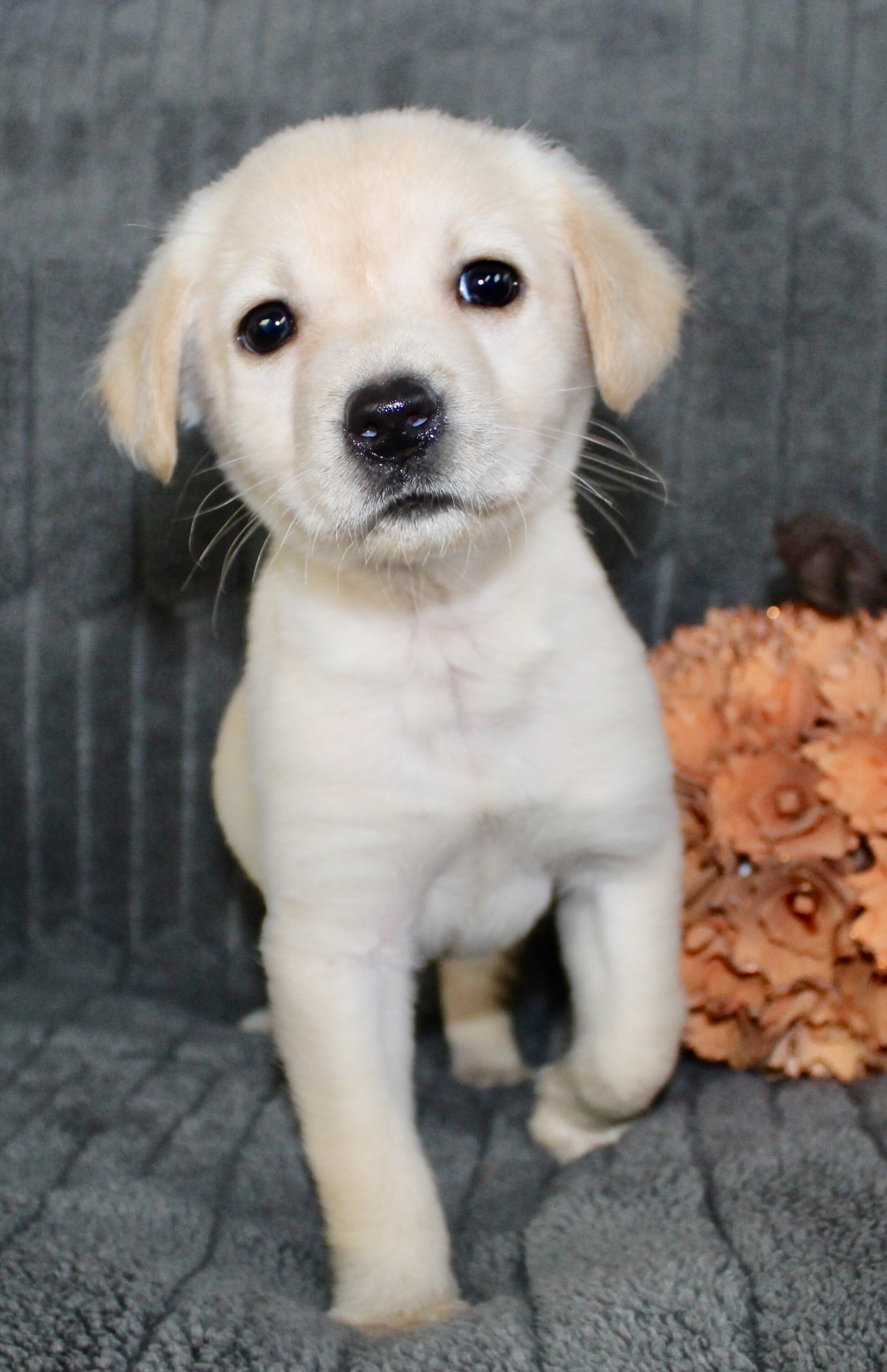 Suzie Female AKC Labrador Retriever image 4