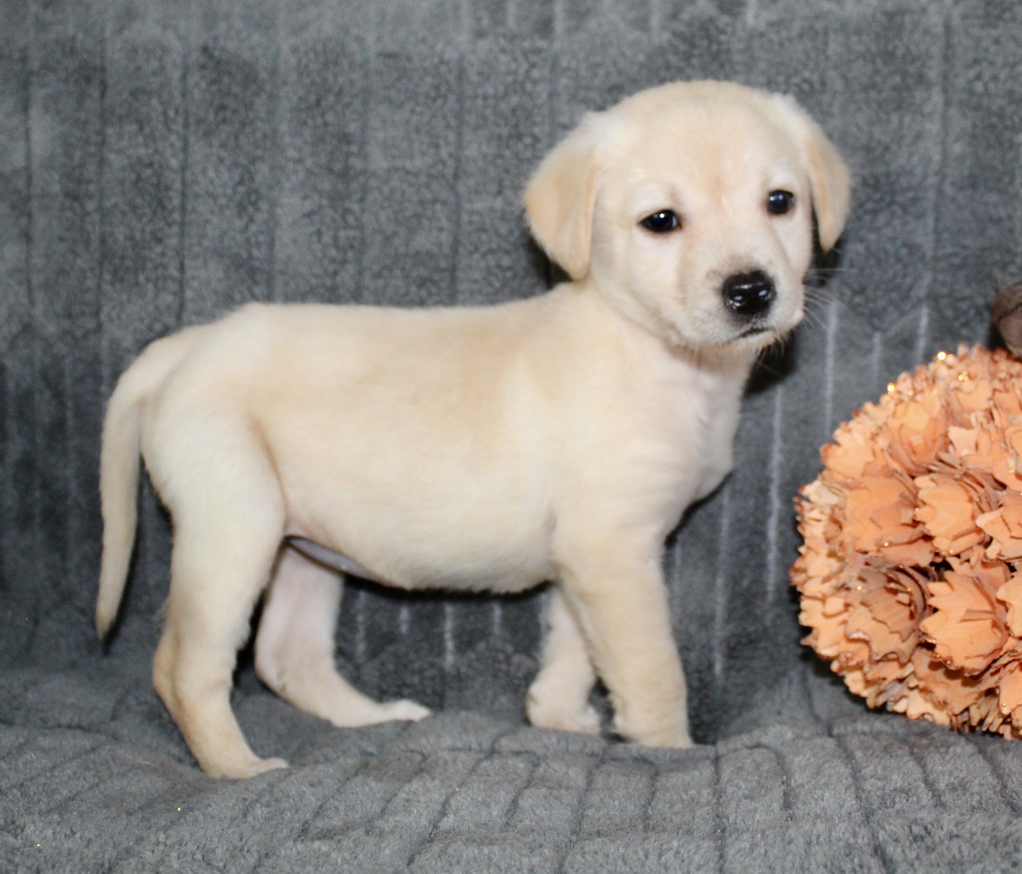 Suzie Female AKC Labrador Retriever image 5