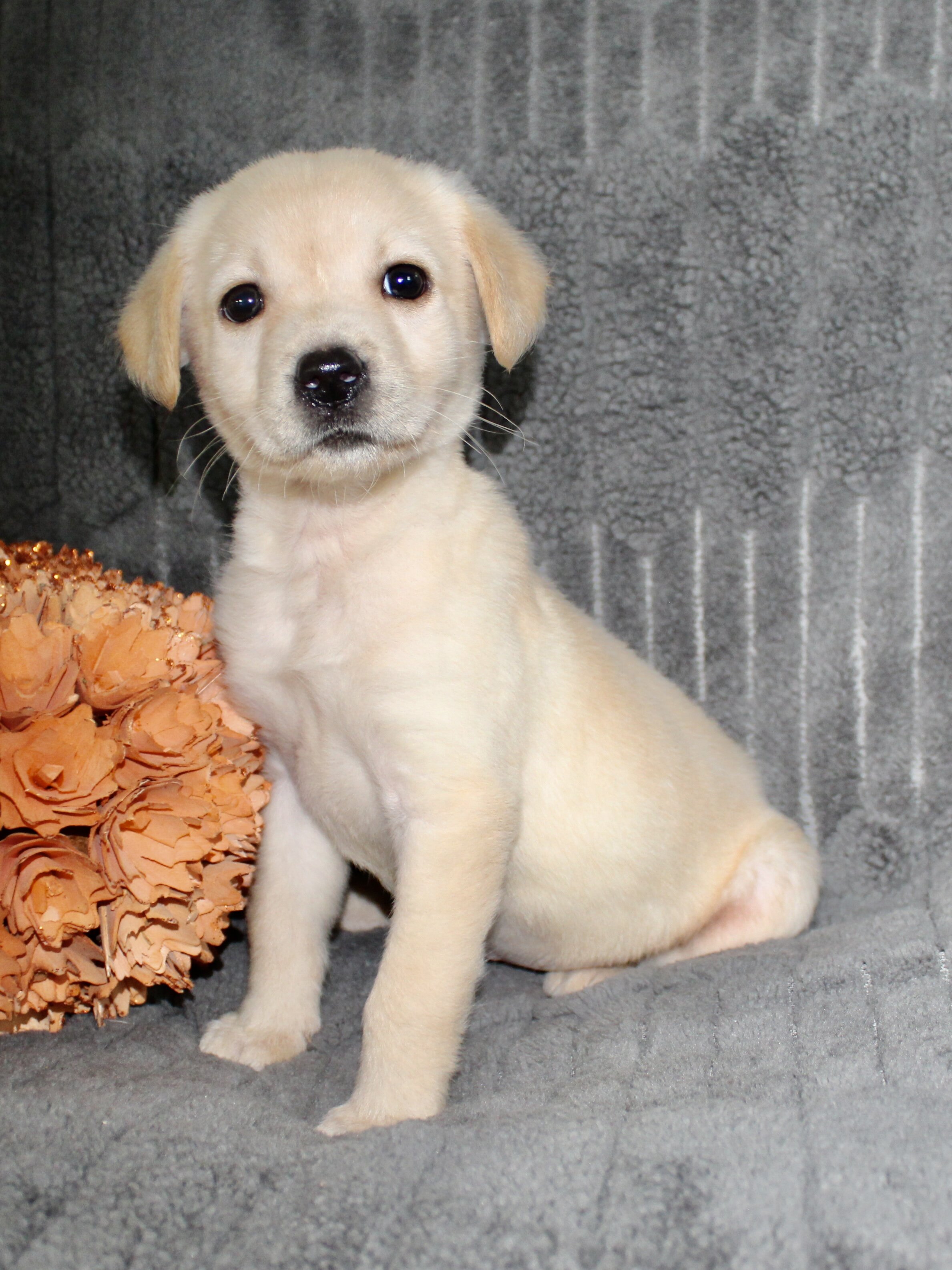Suzie Female AKC Labrador Retriever image 6