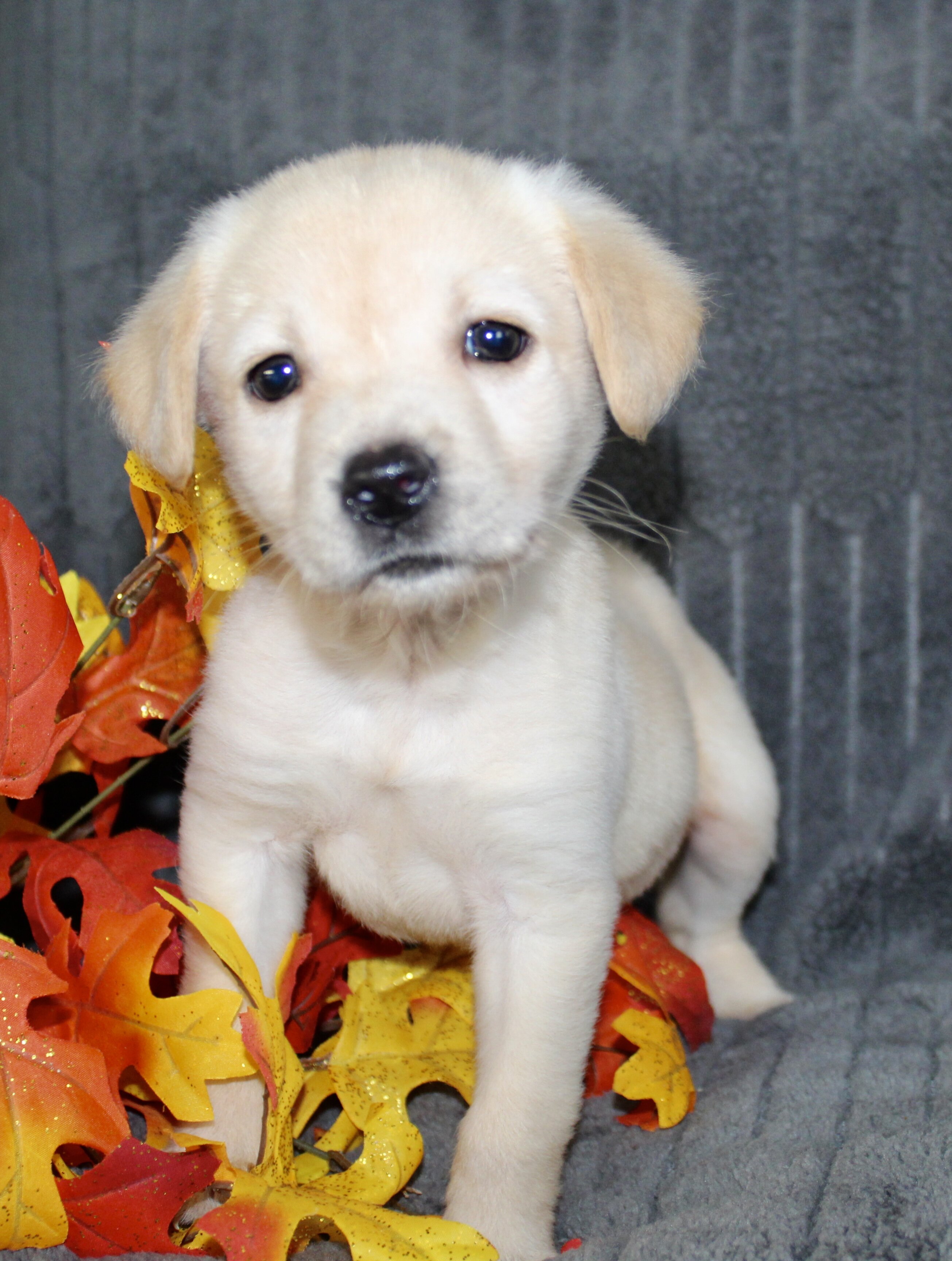 Suzie Female AKC Labrador Retriever image 7