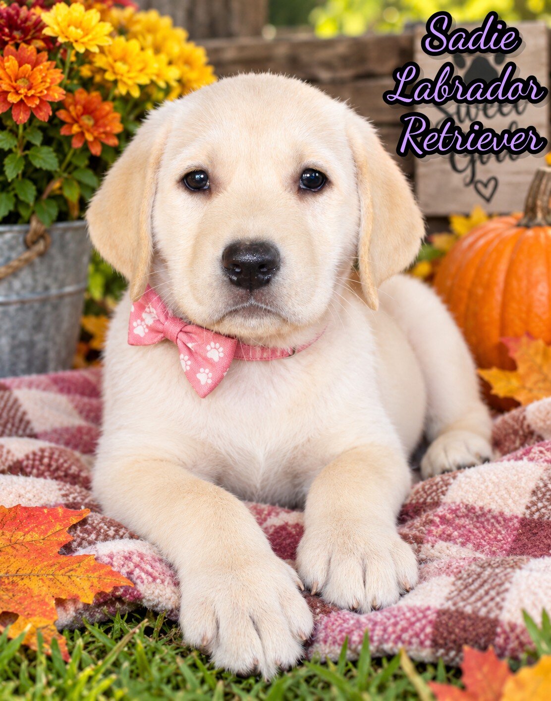 Sadie Female AKC Labrador Retriever image 1