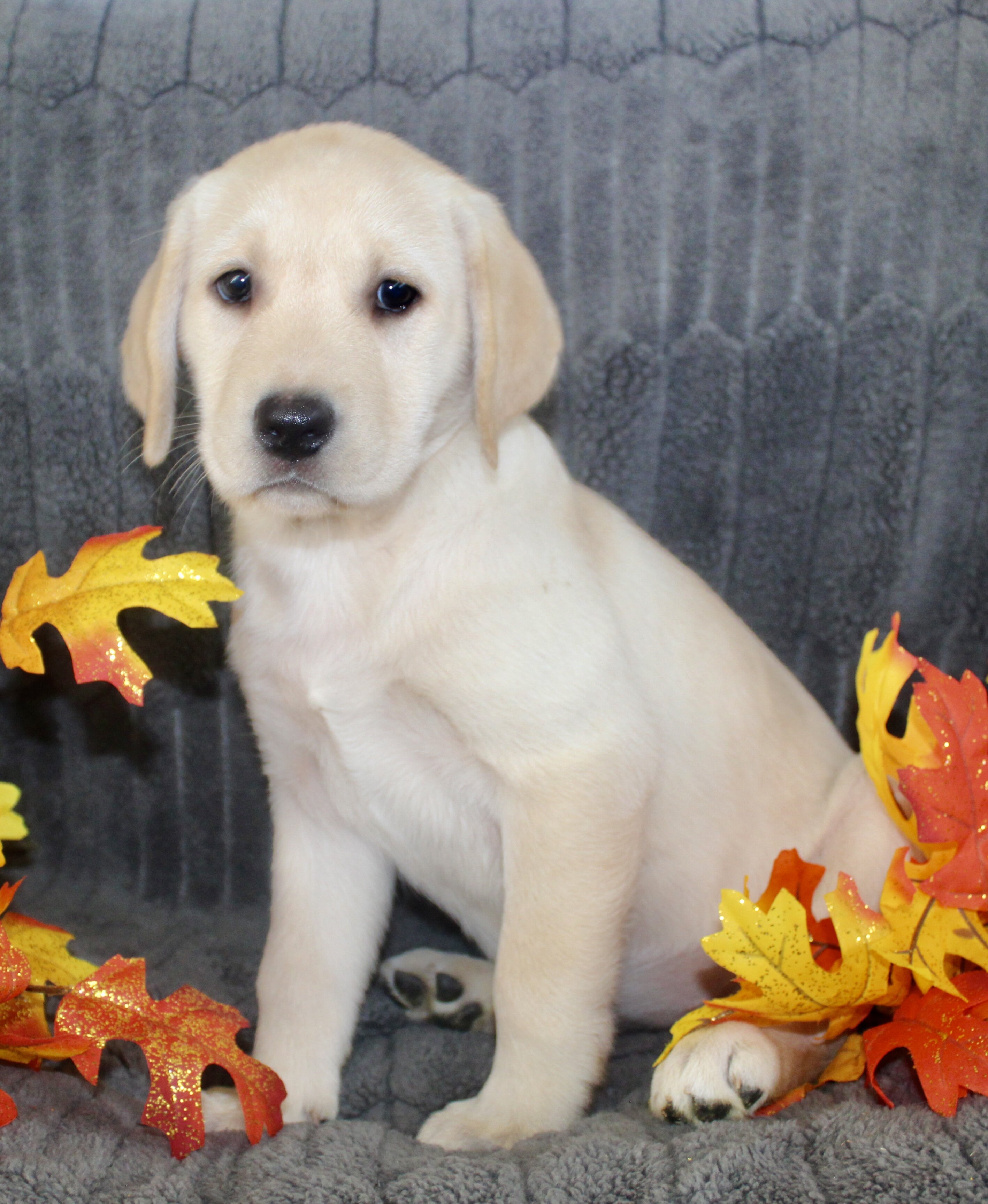 Sadie Female AKC Labrador Retriever image 5