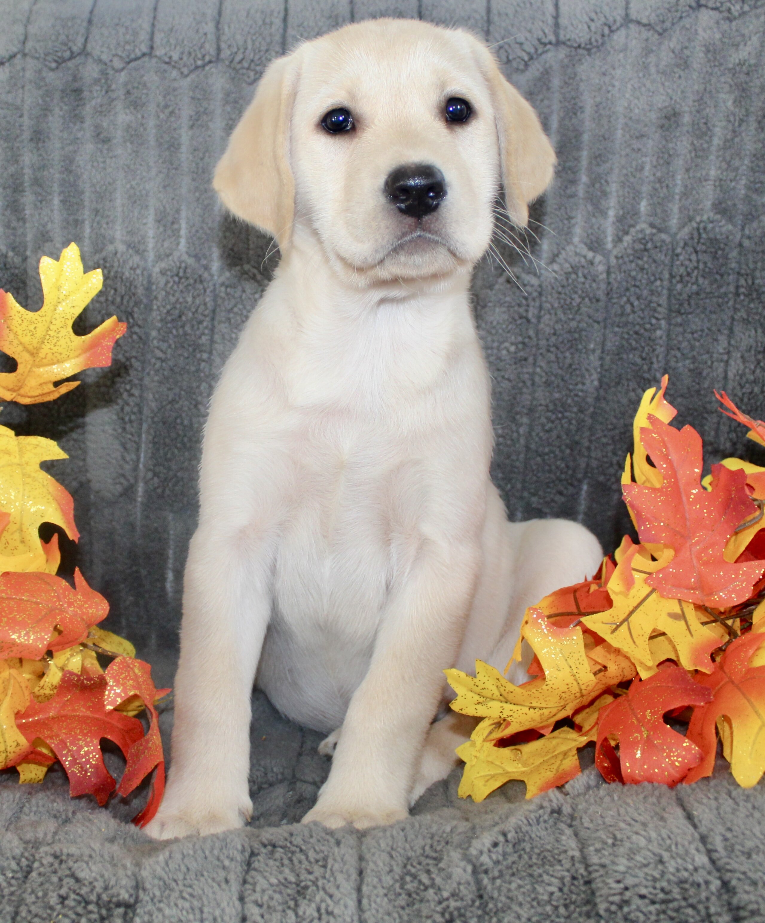 Sadie Female AKC Labrador Retriever image 7