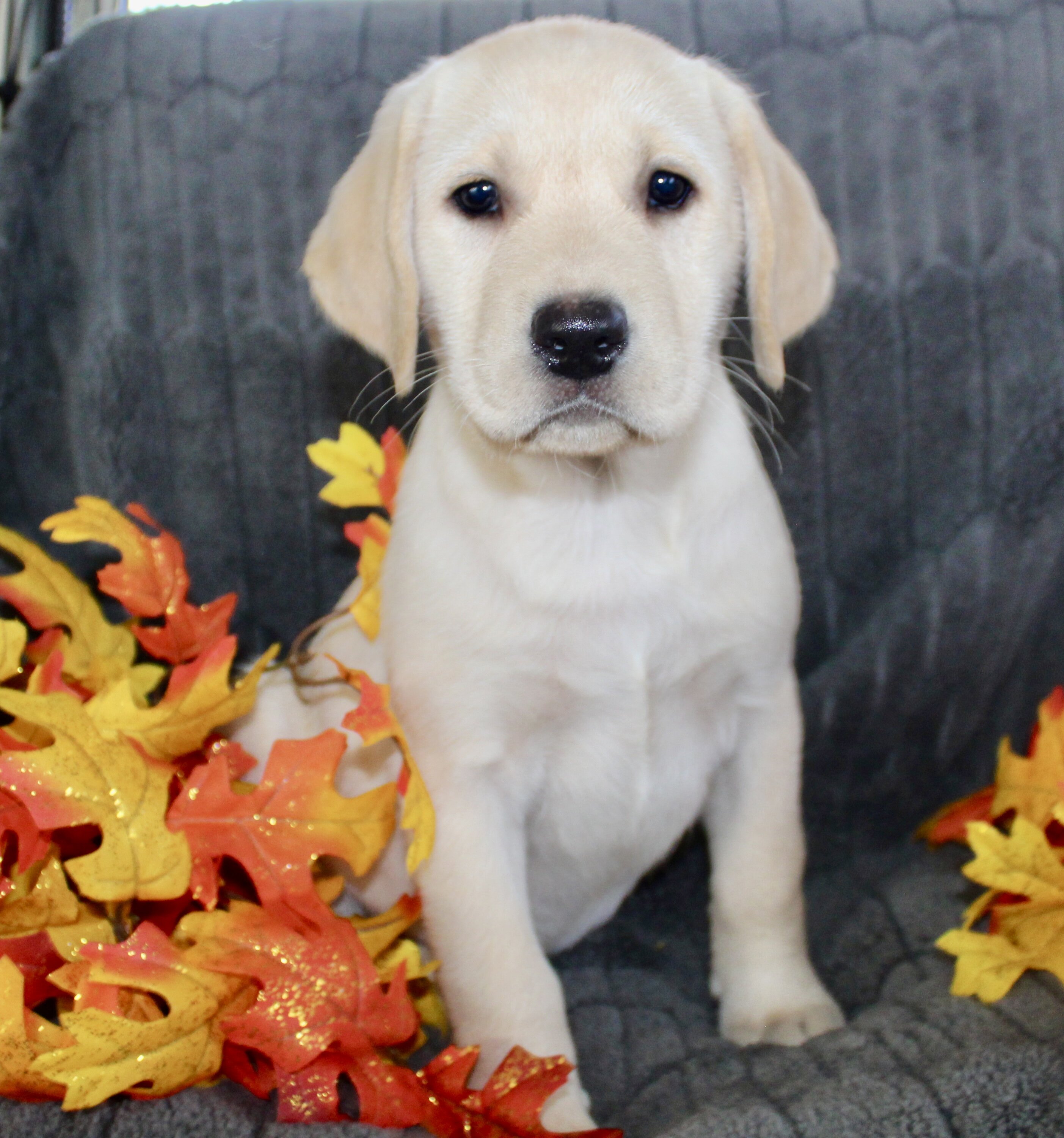 Sadie Female AKC Labrador Retriever image 2