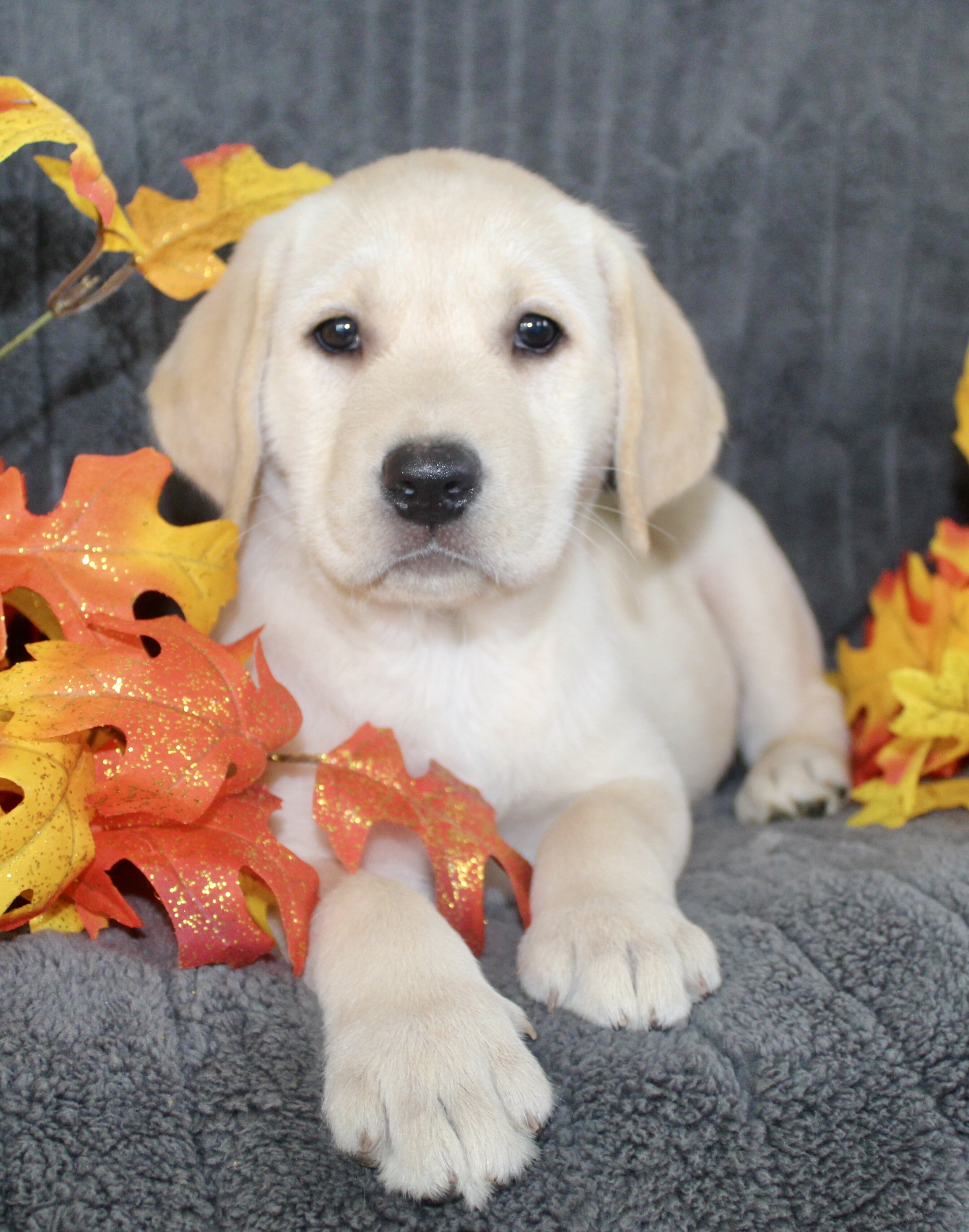 Sadie Female AKC Labrador Retriever image 6