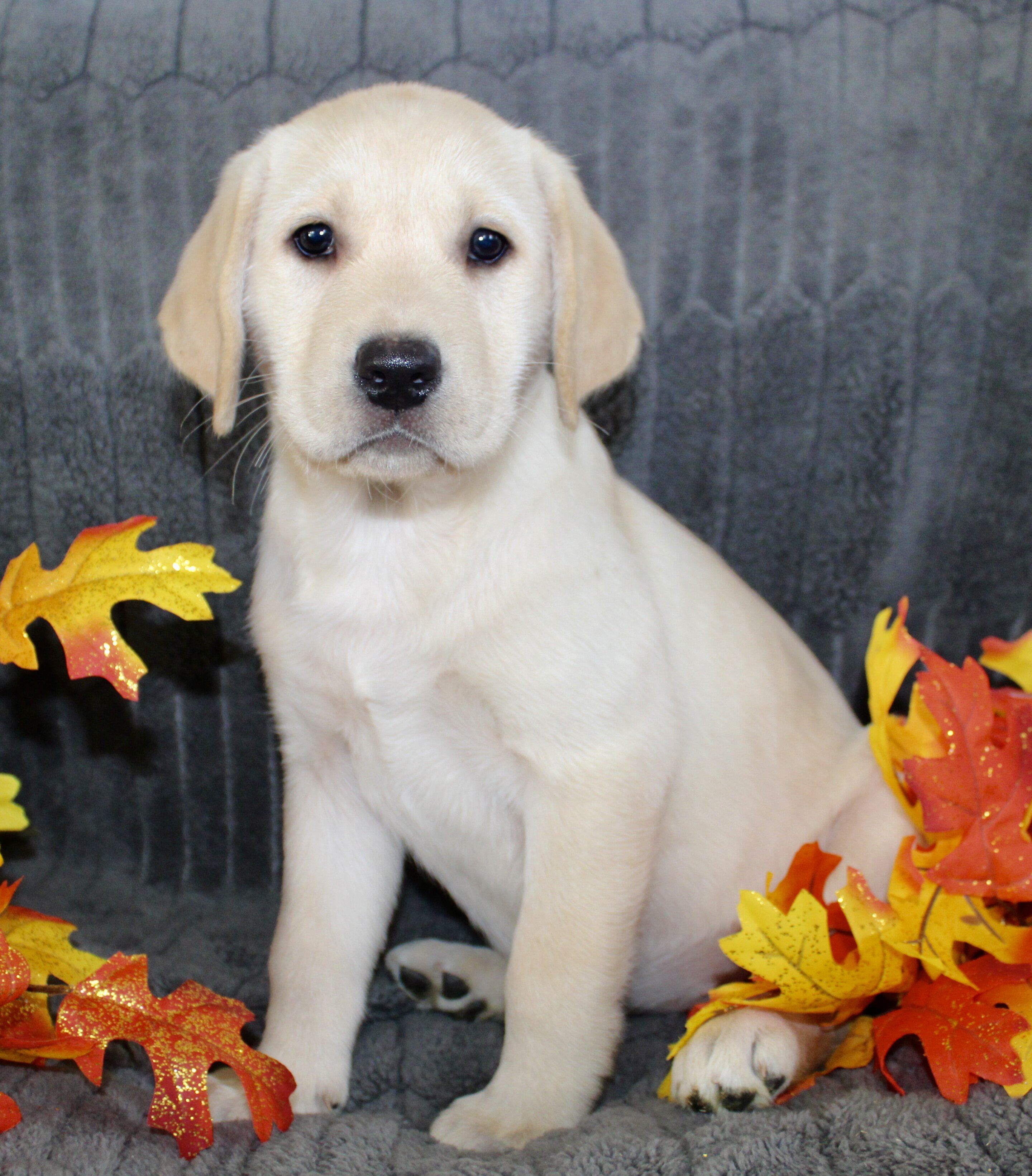 Sadie Female AKC Labrador Retriever image 4