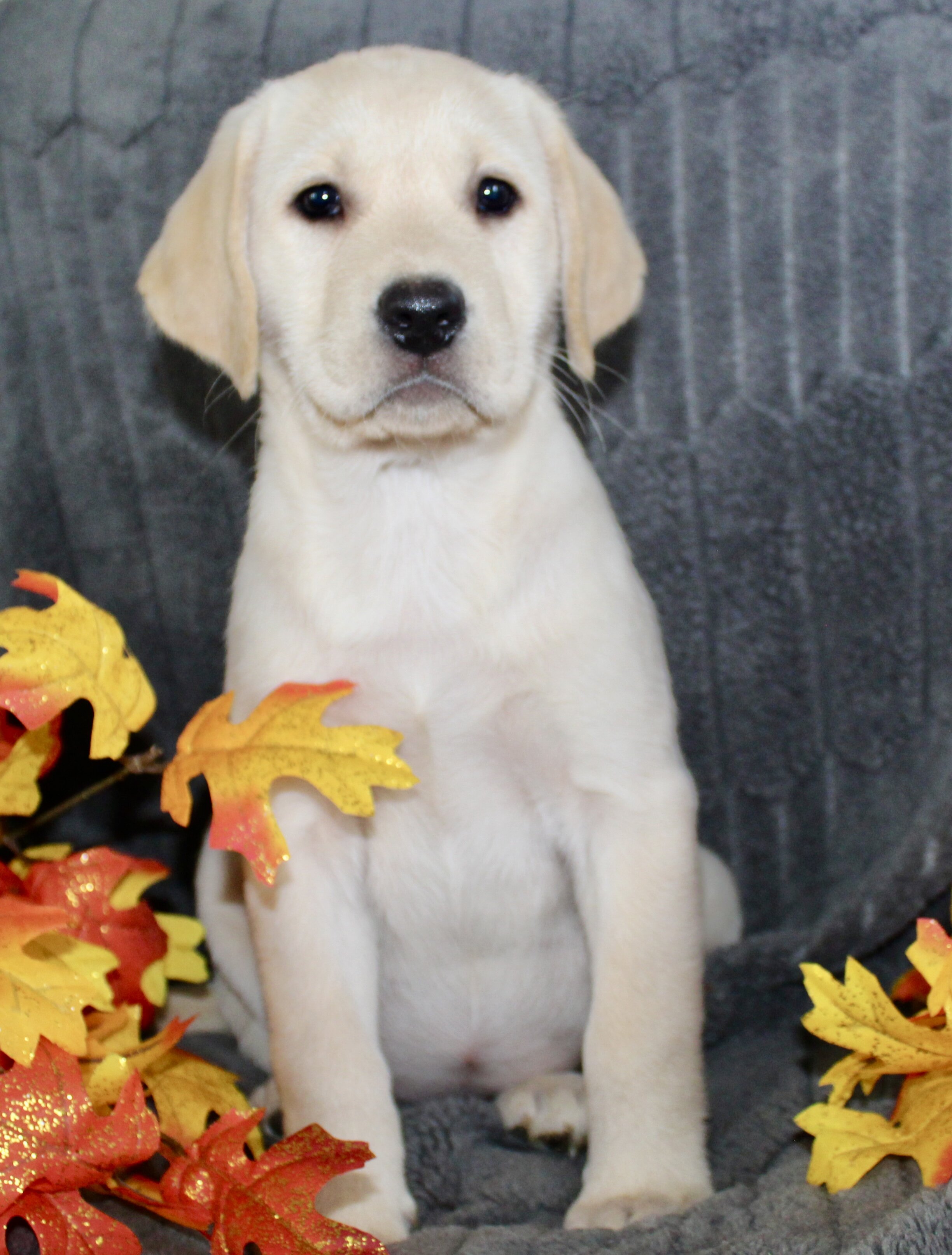 Sadie Female AKC Labrador Retriever image 3