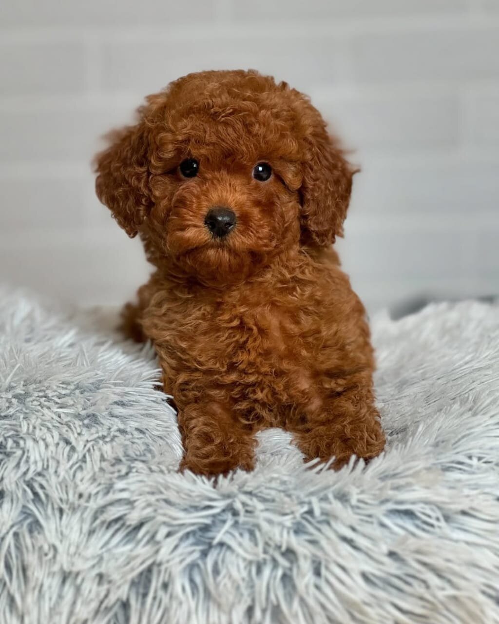 Poodle puppies image 1