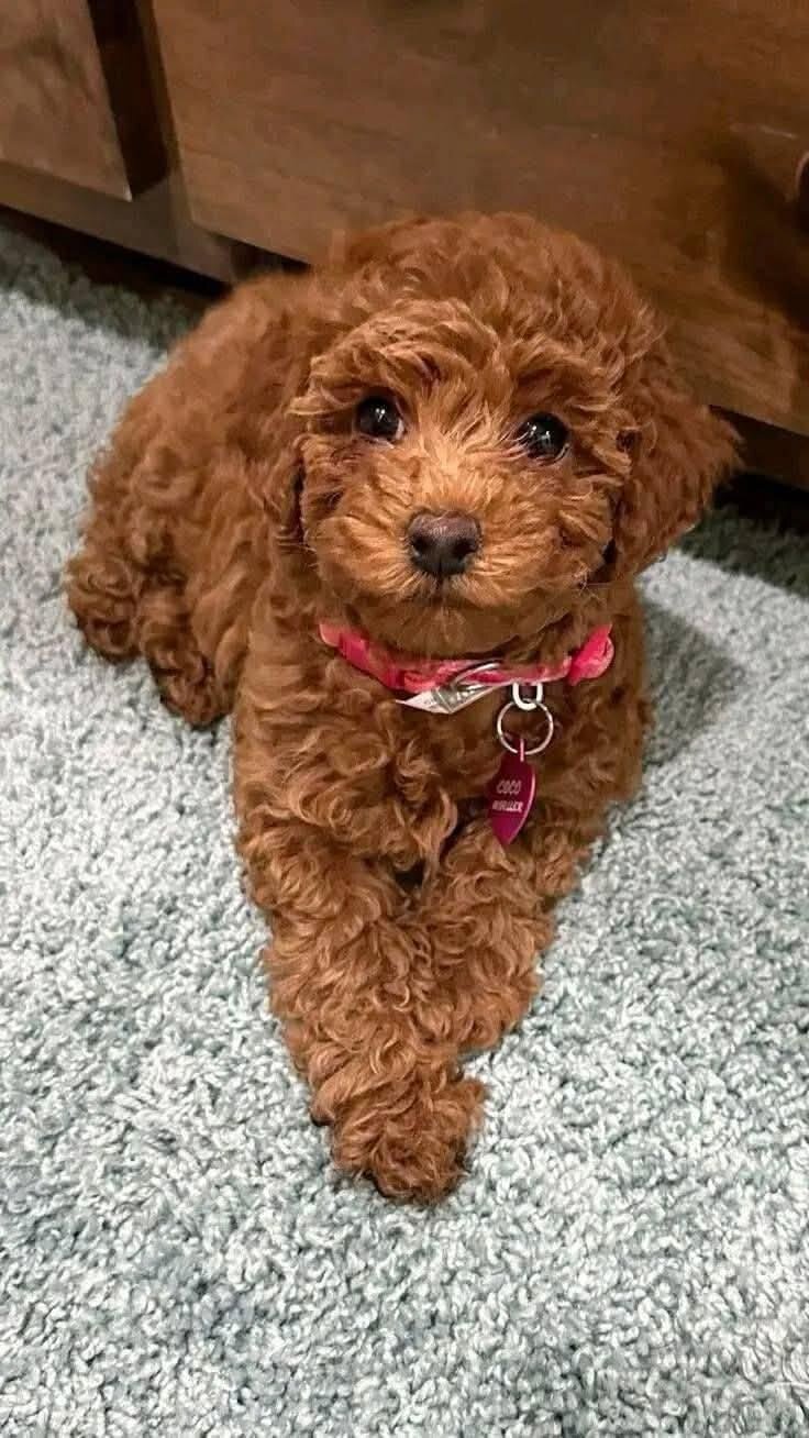 Toy Poodle Puppies image 1