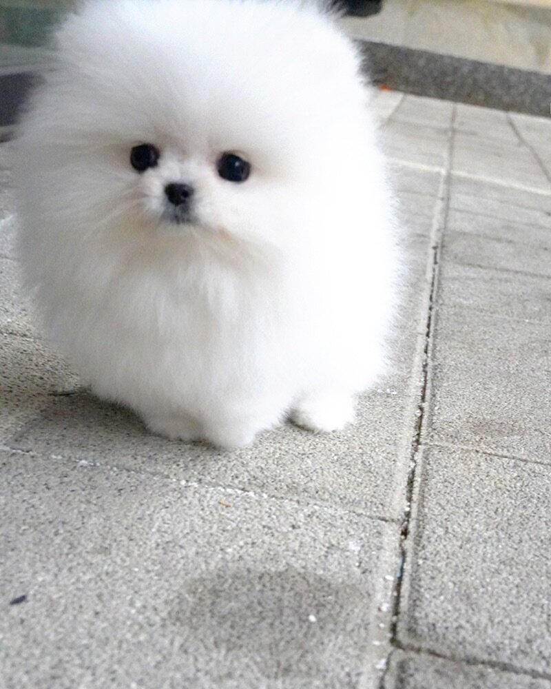 Pomeranian puppies image 1