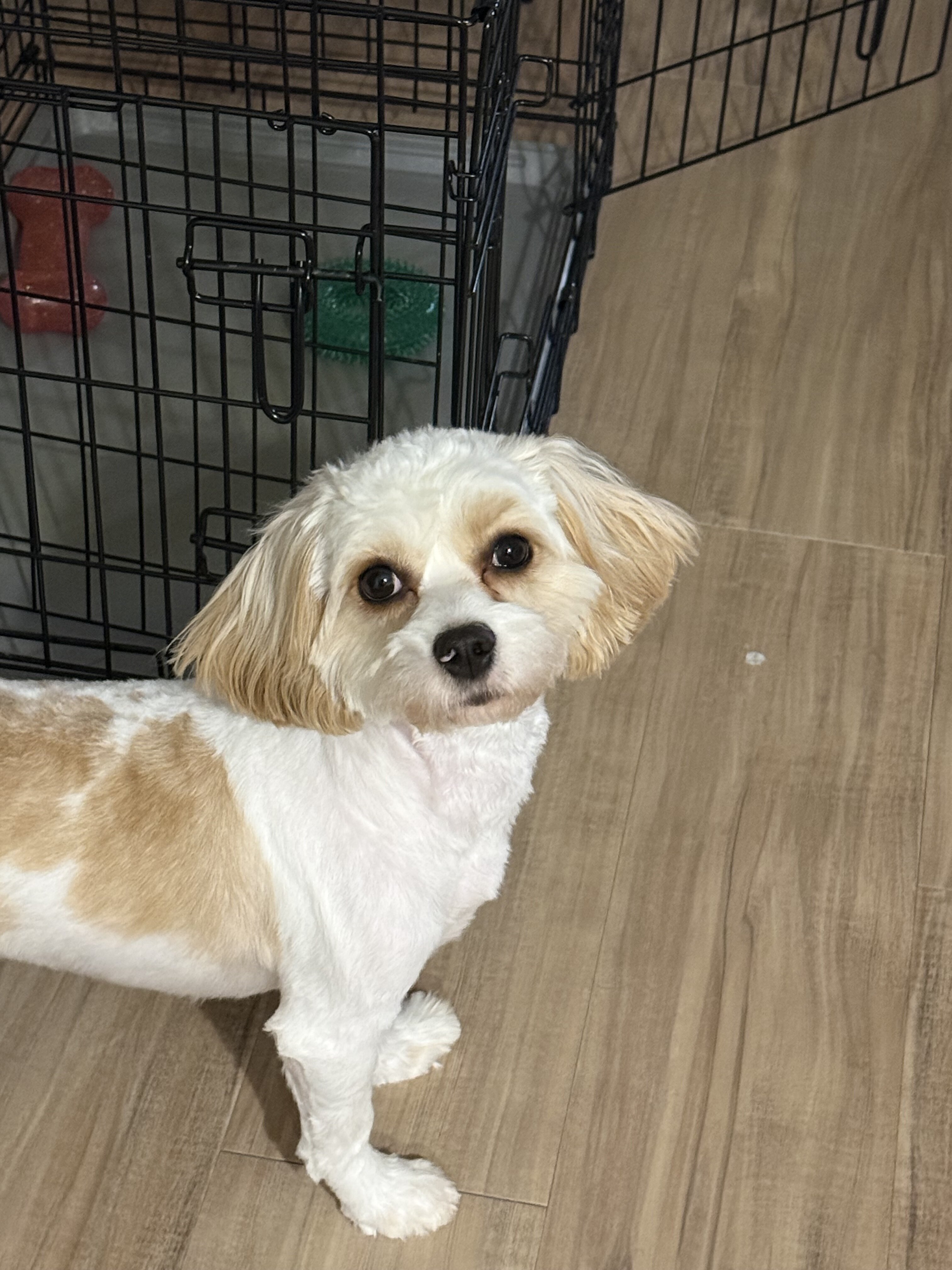 Dog image 2