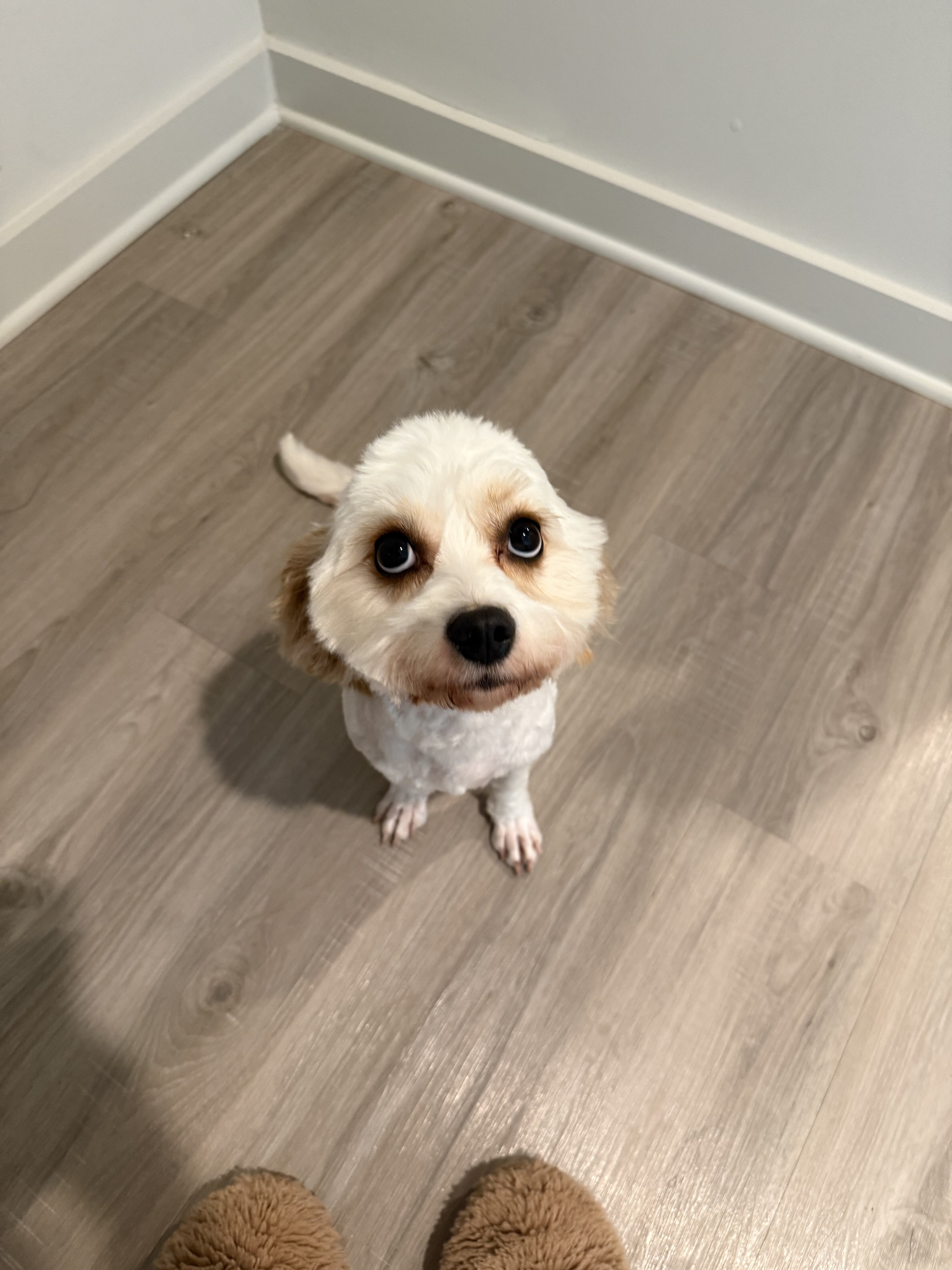 Dog image 1