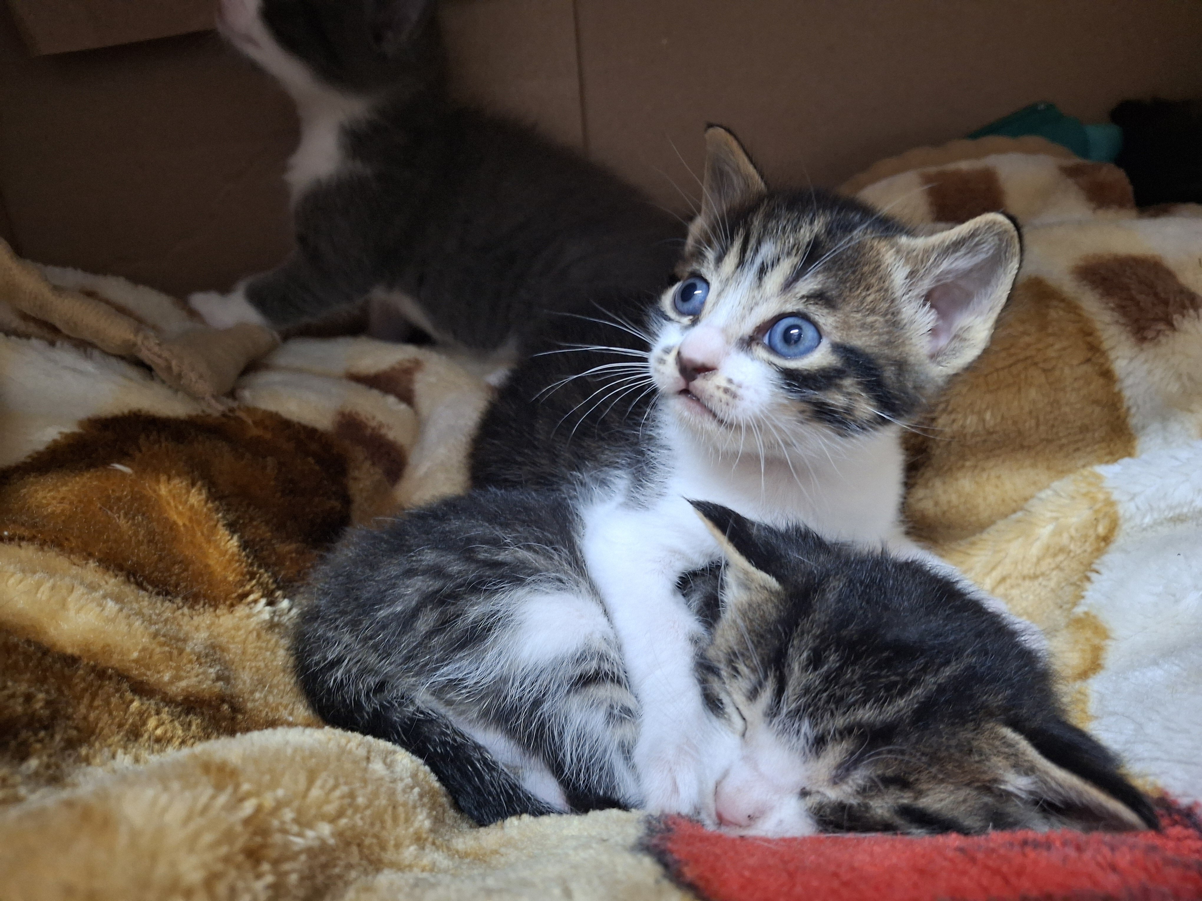 Kittens image 10