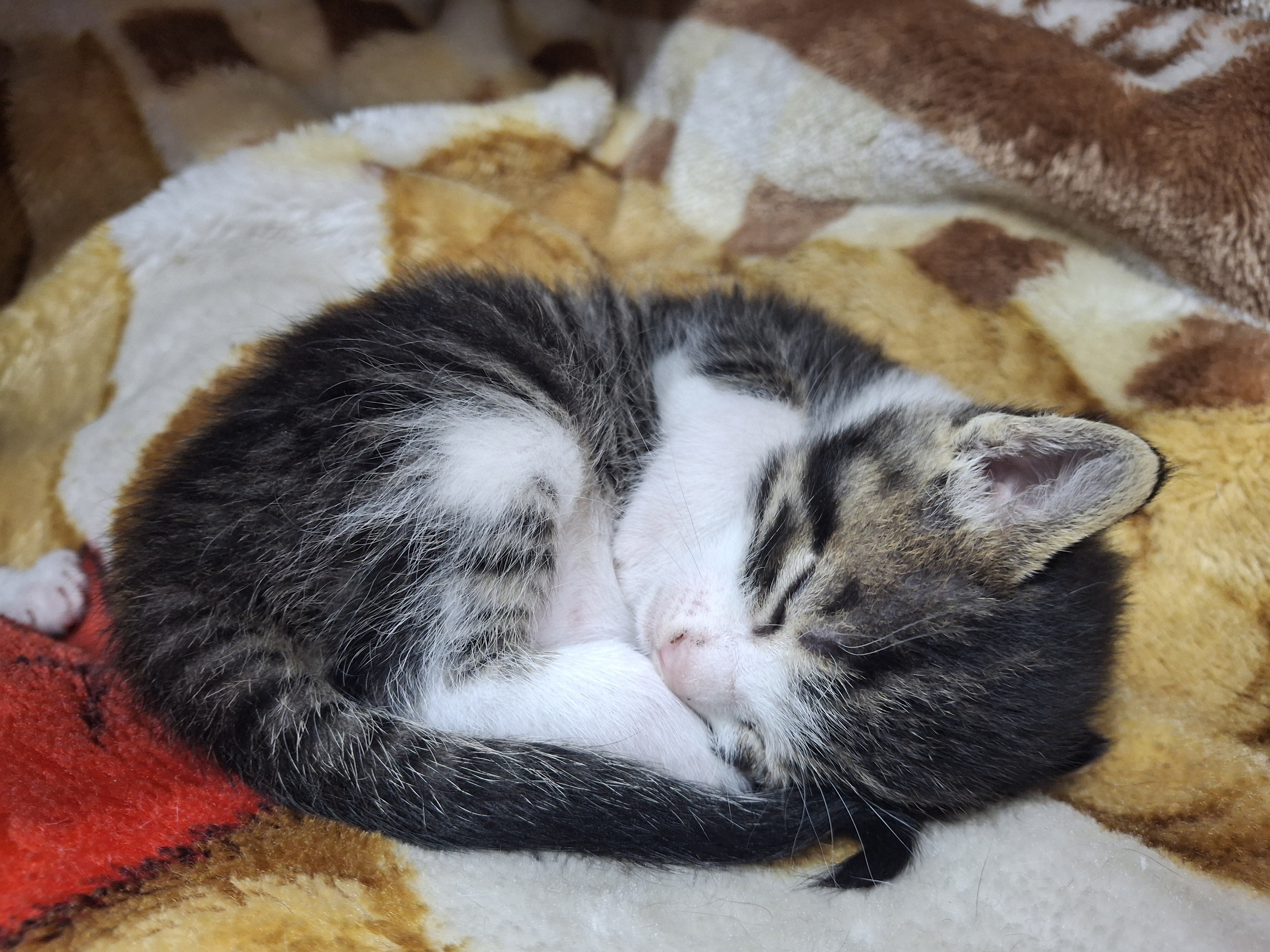 Kittens image 9