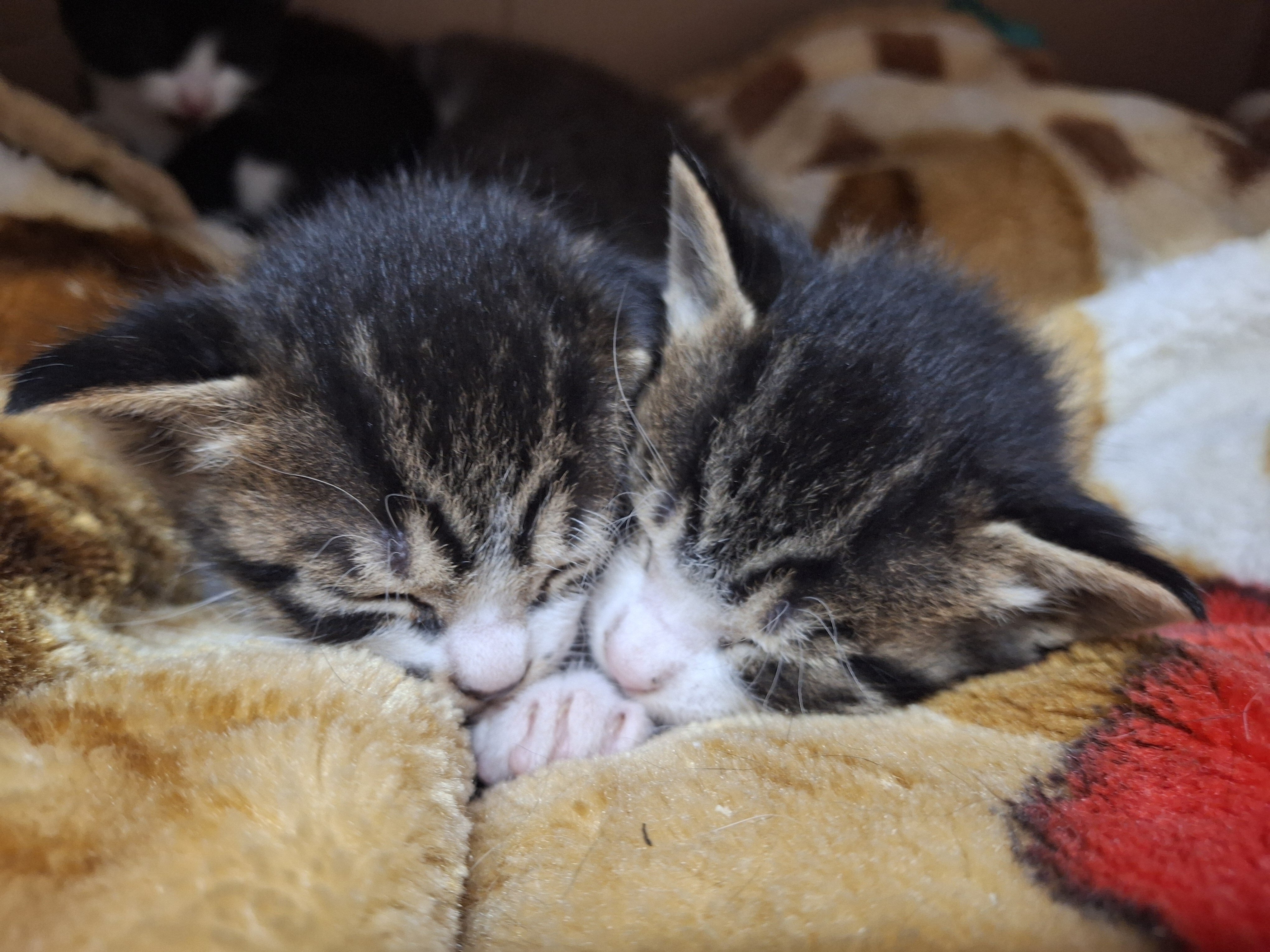 Kittens image 8