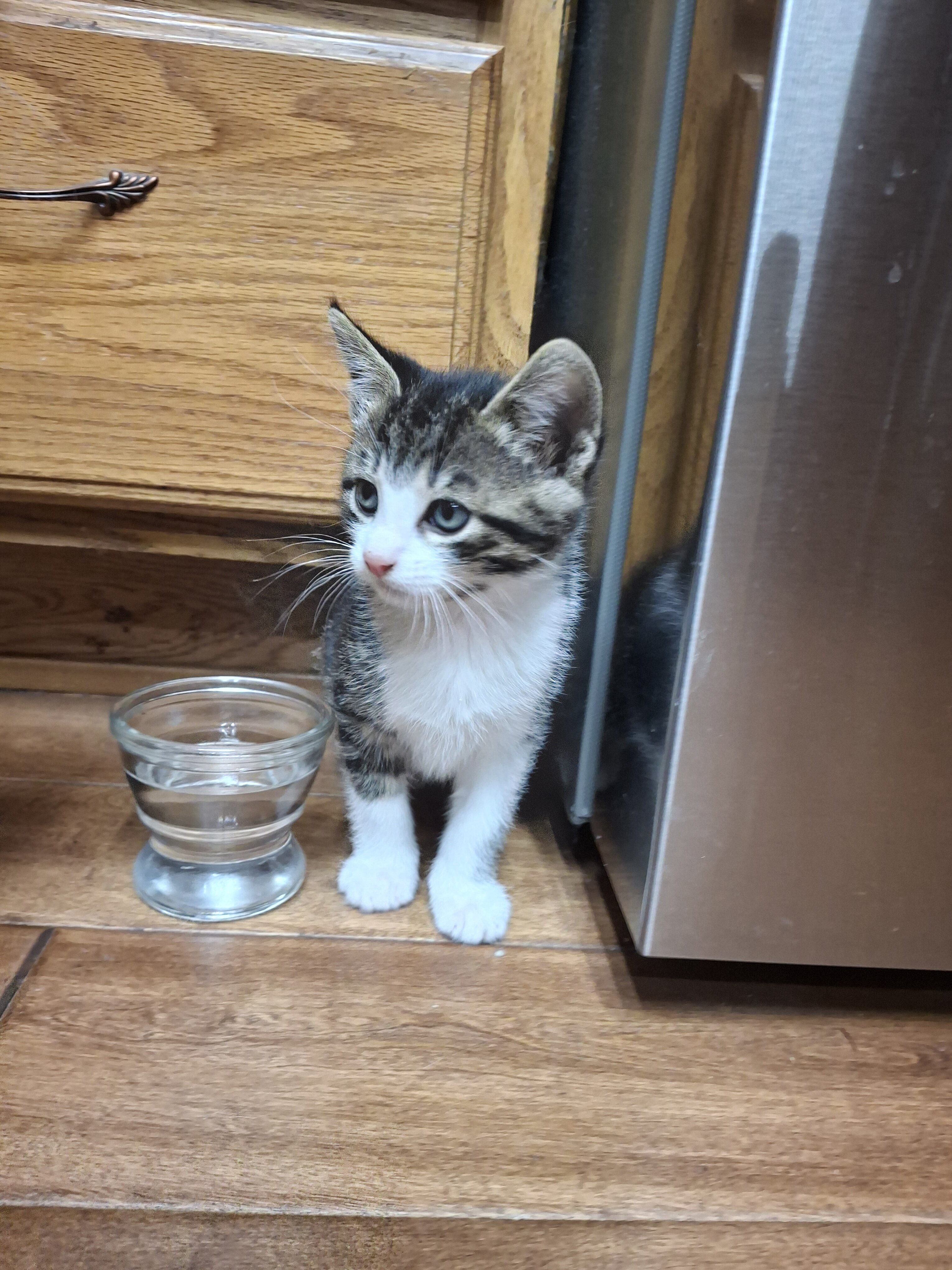 Kittens image 7