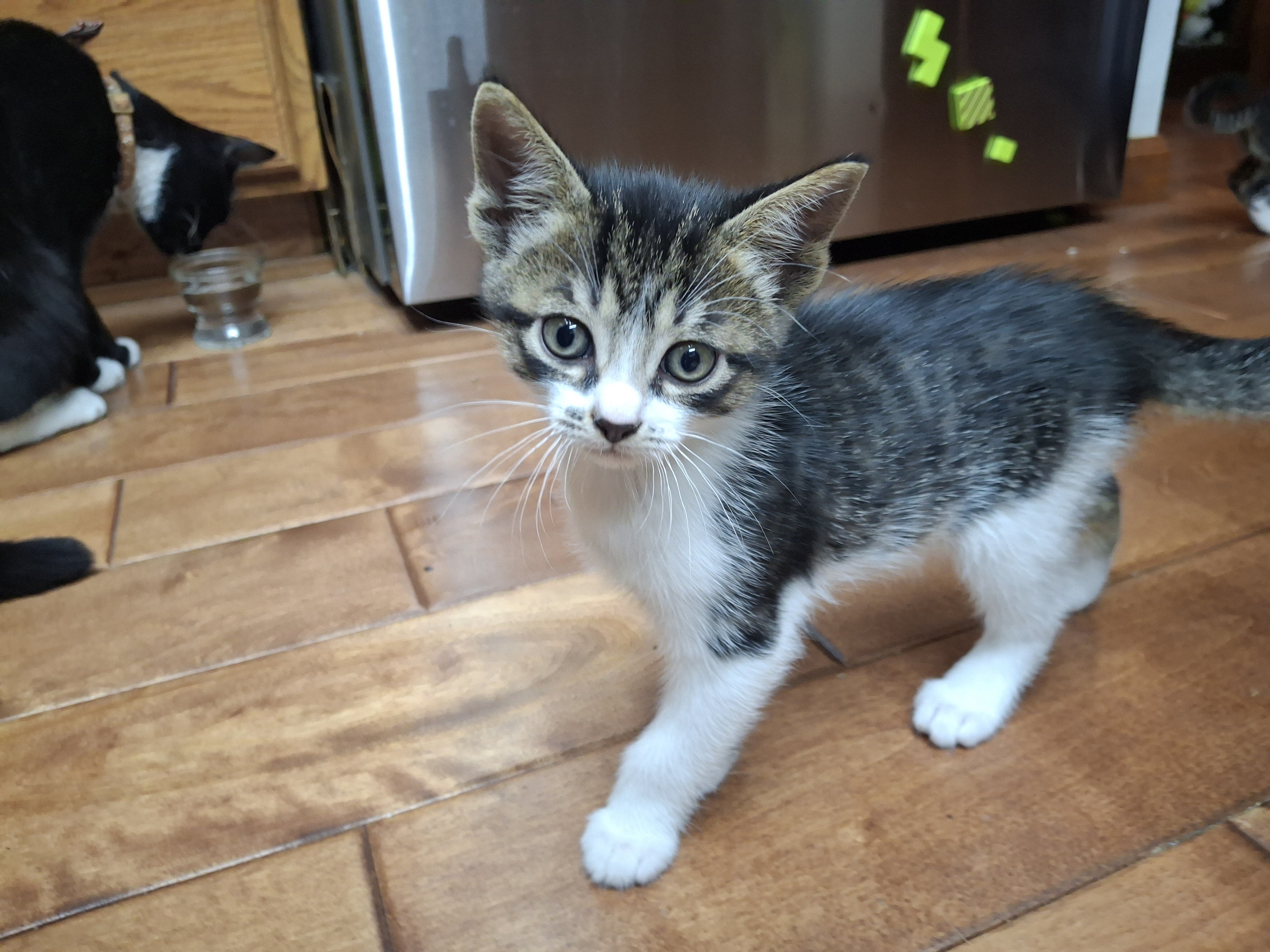 Kittens image 6