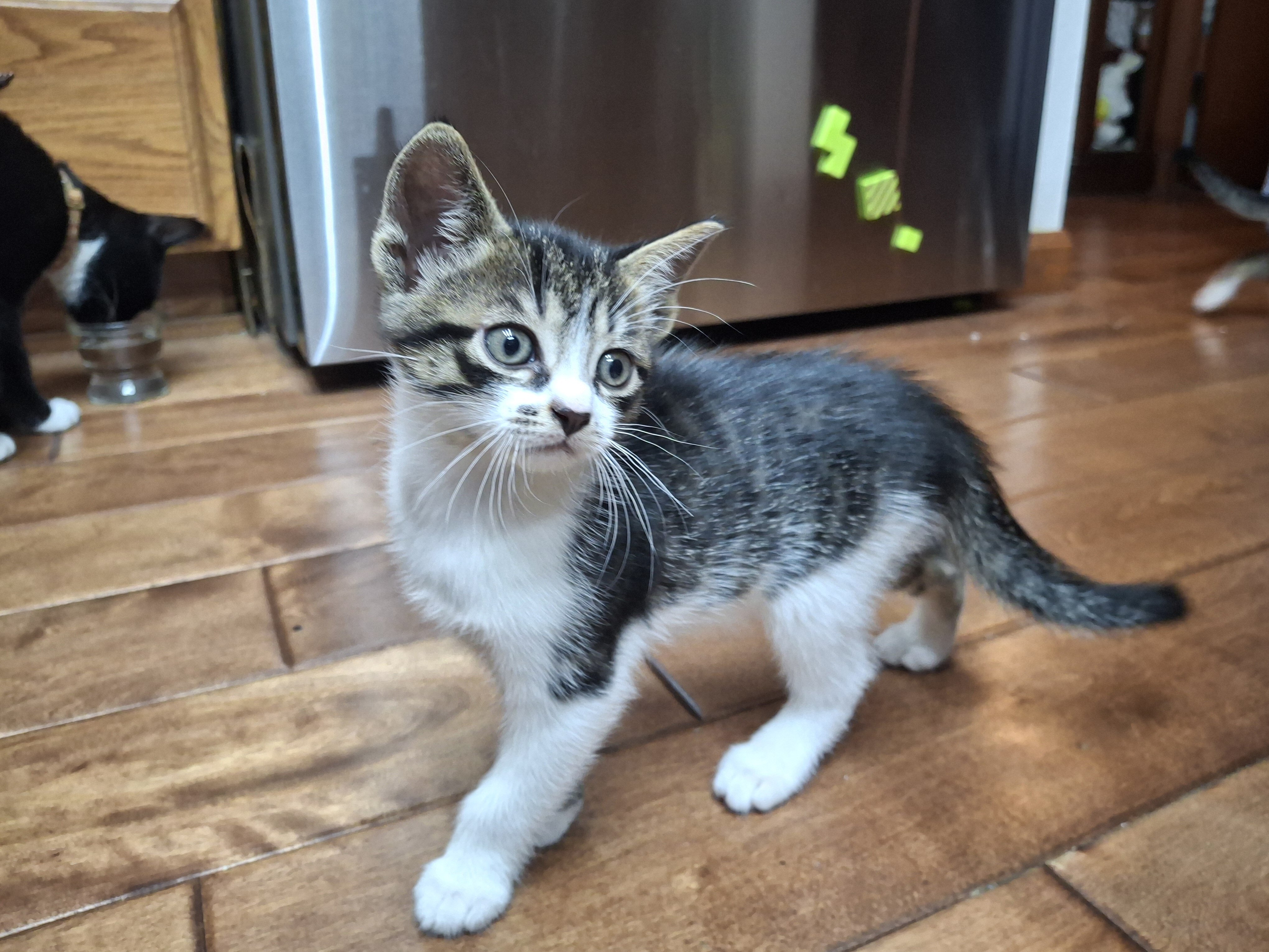 Kittens image 5