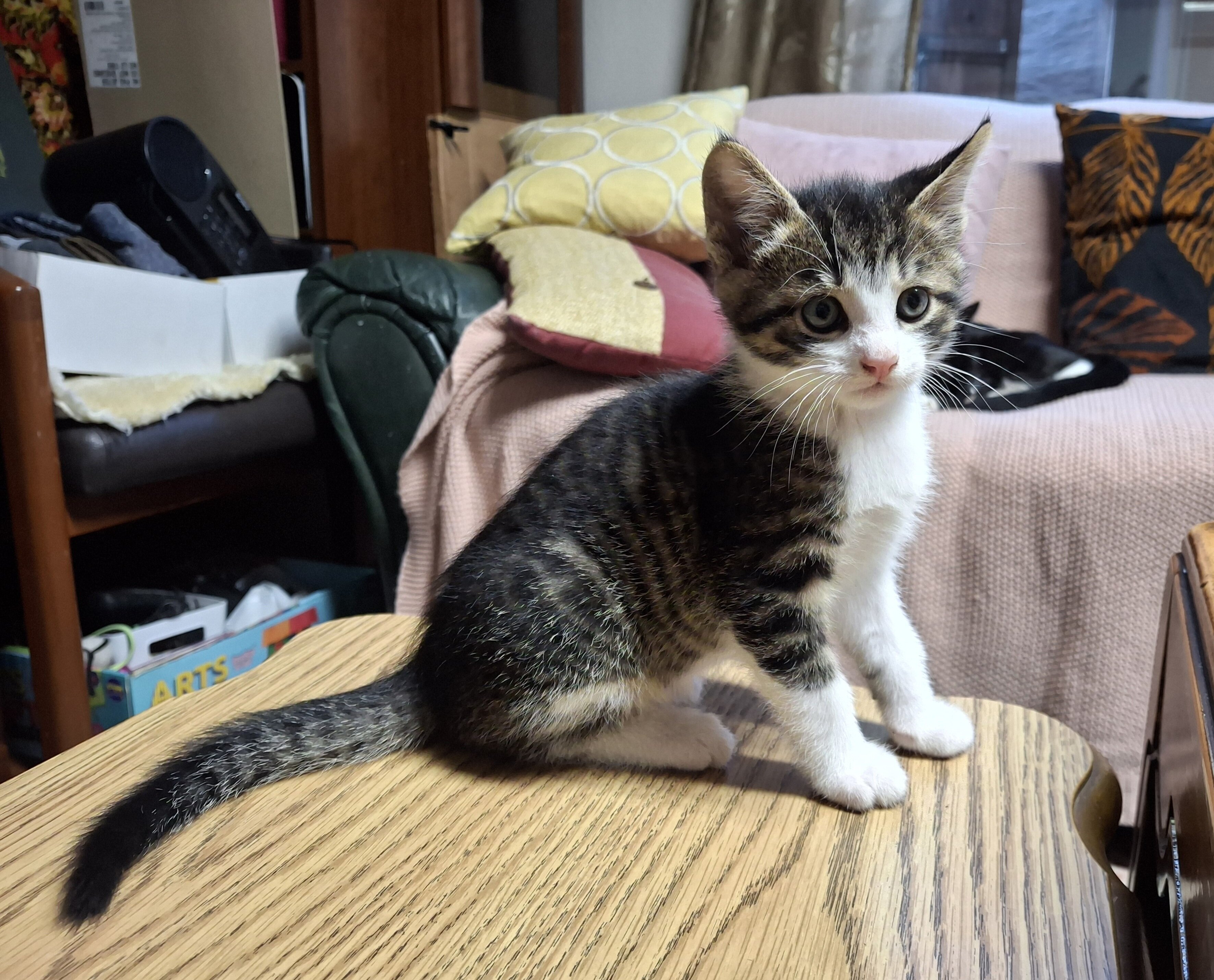 Kittens image 4