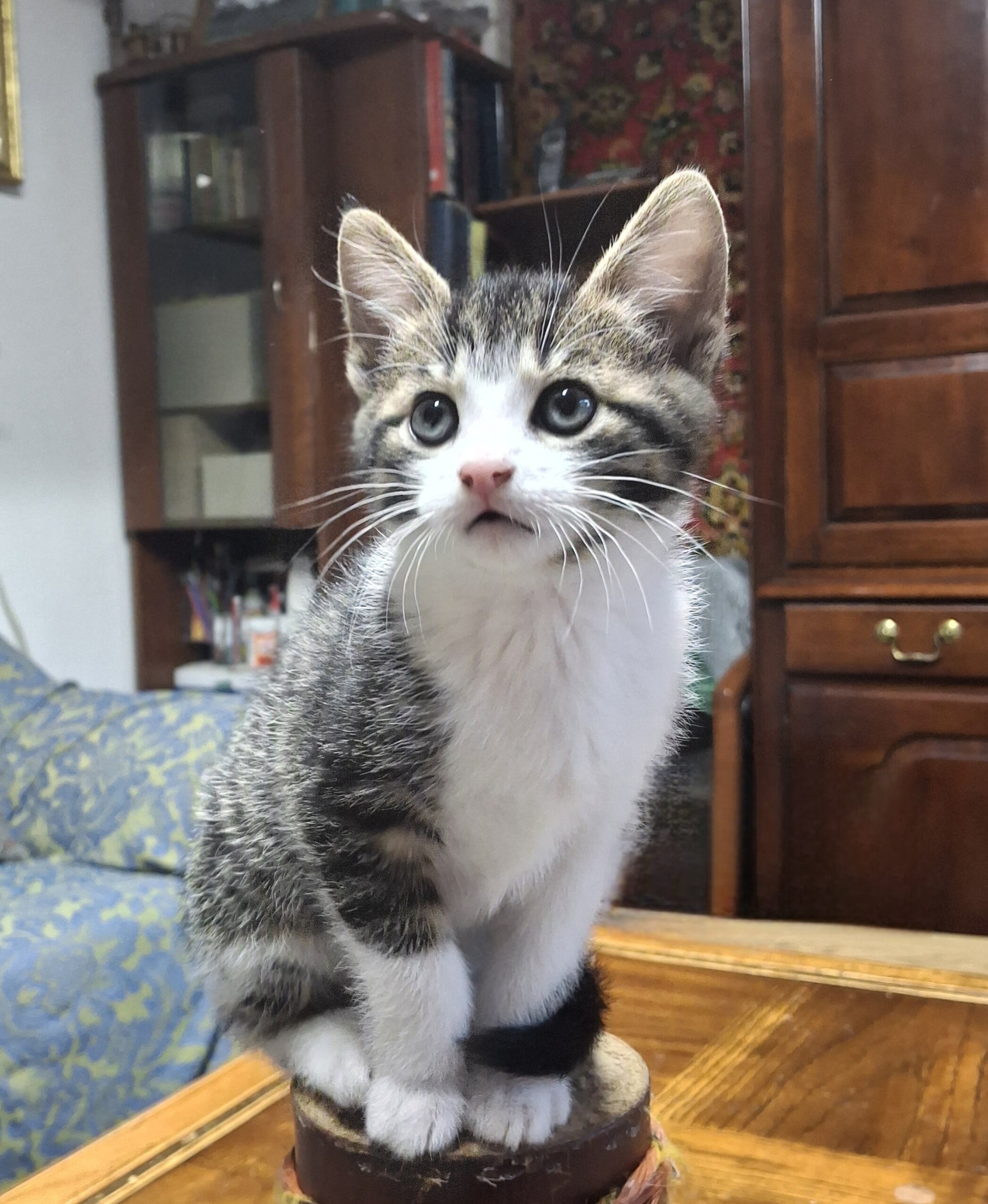 Kittens image 3