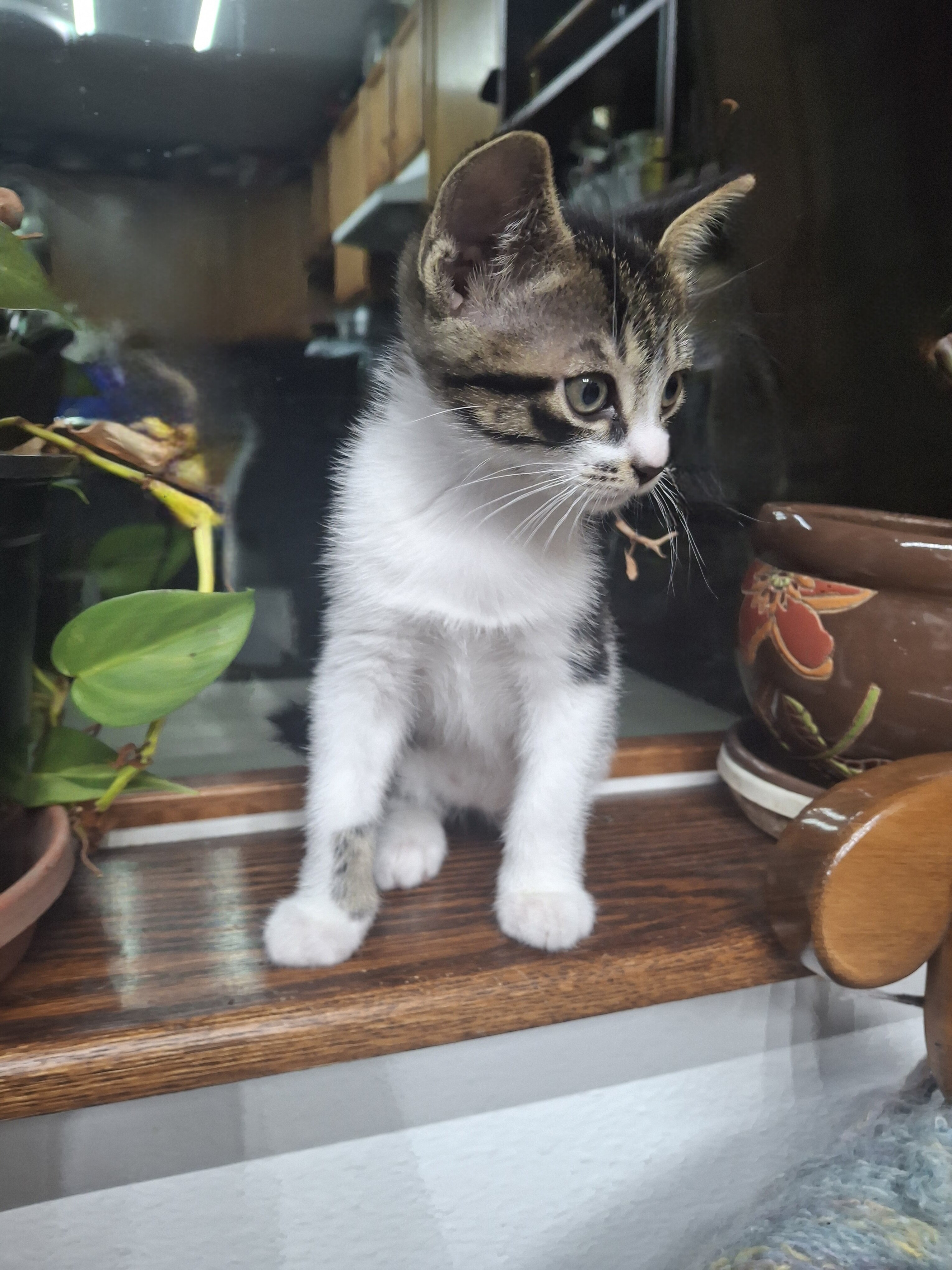 Kittens image 1