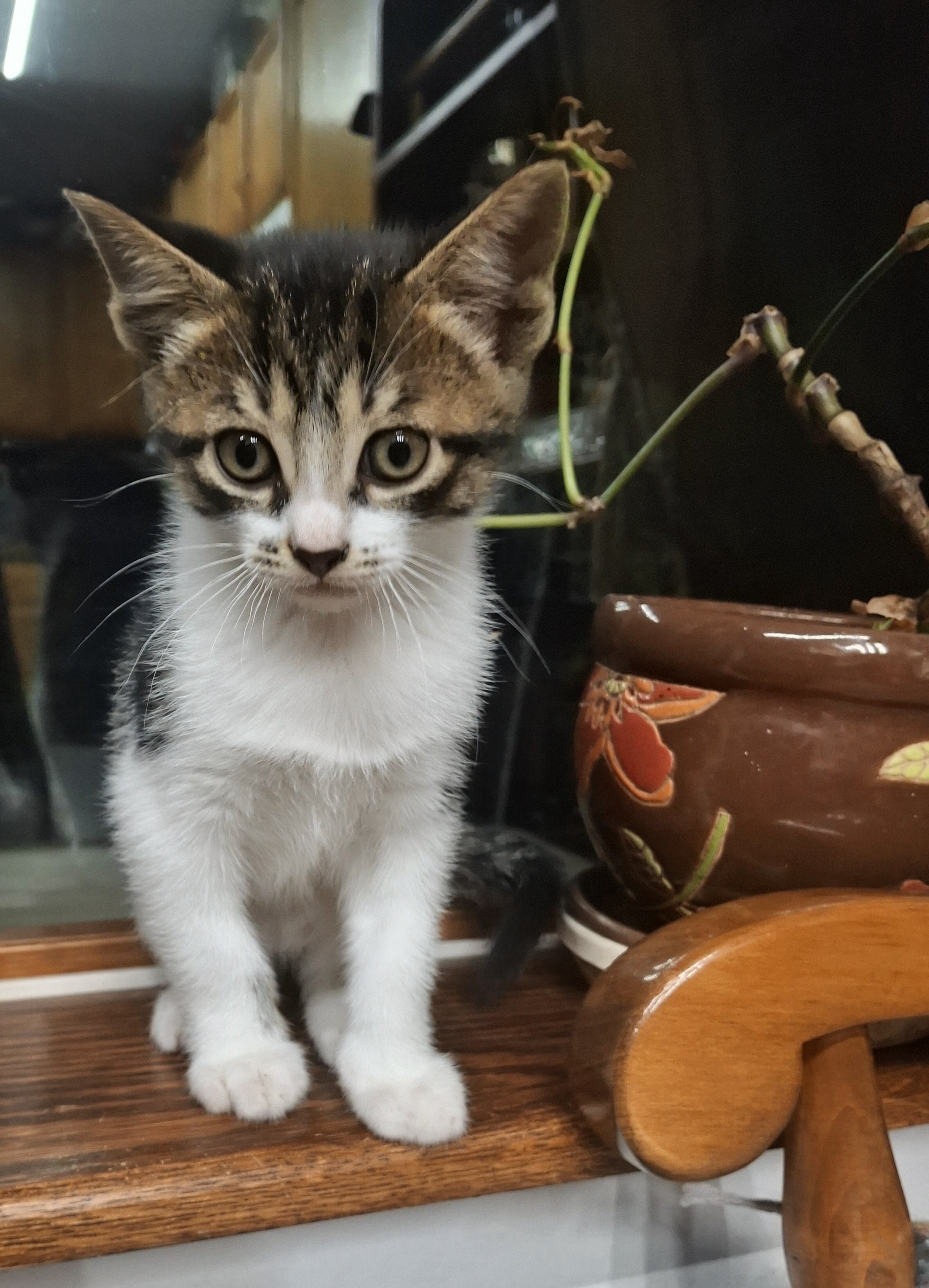 Kittens image 2