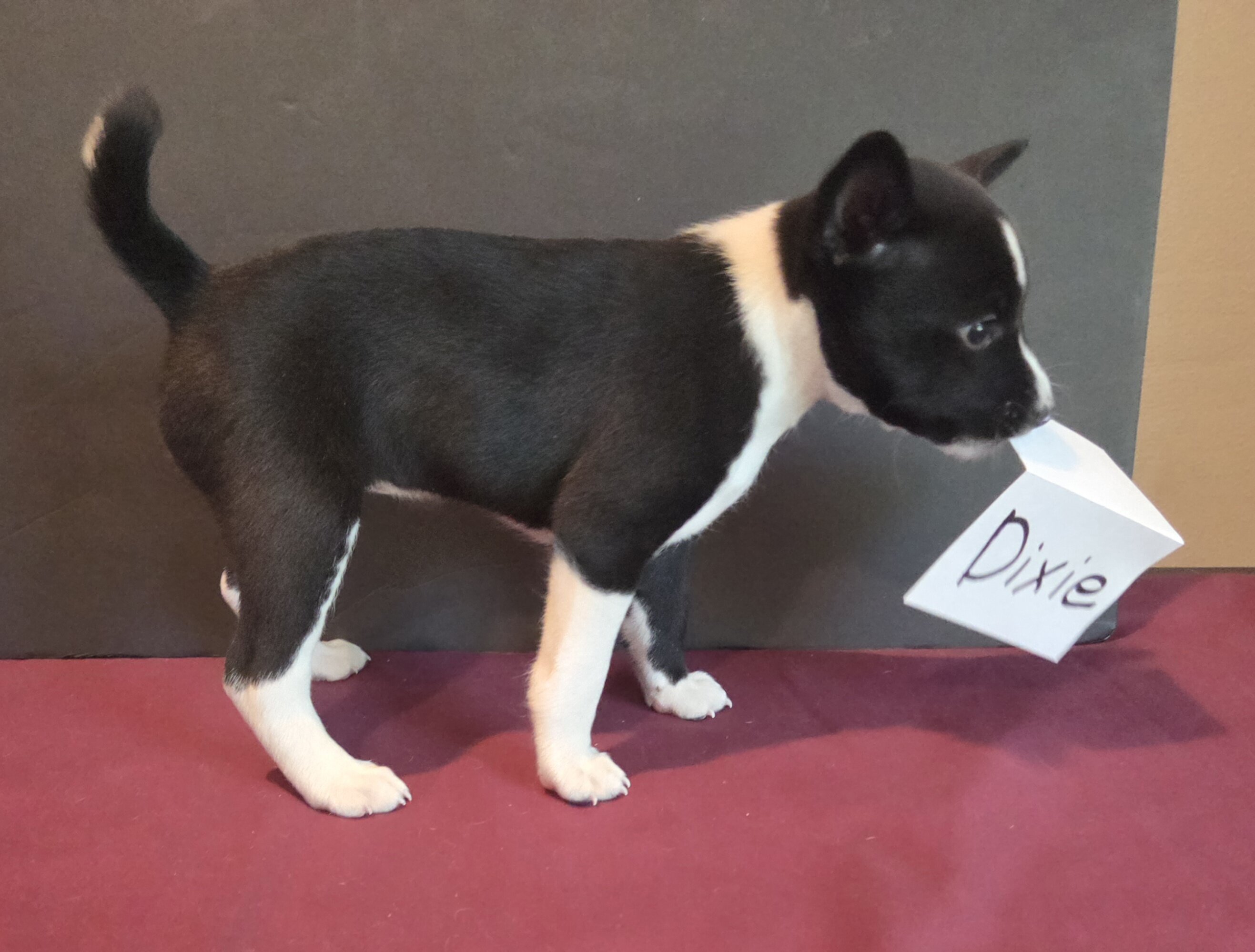 AKC Basenji puppies - males and females image 3