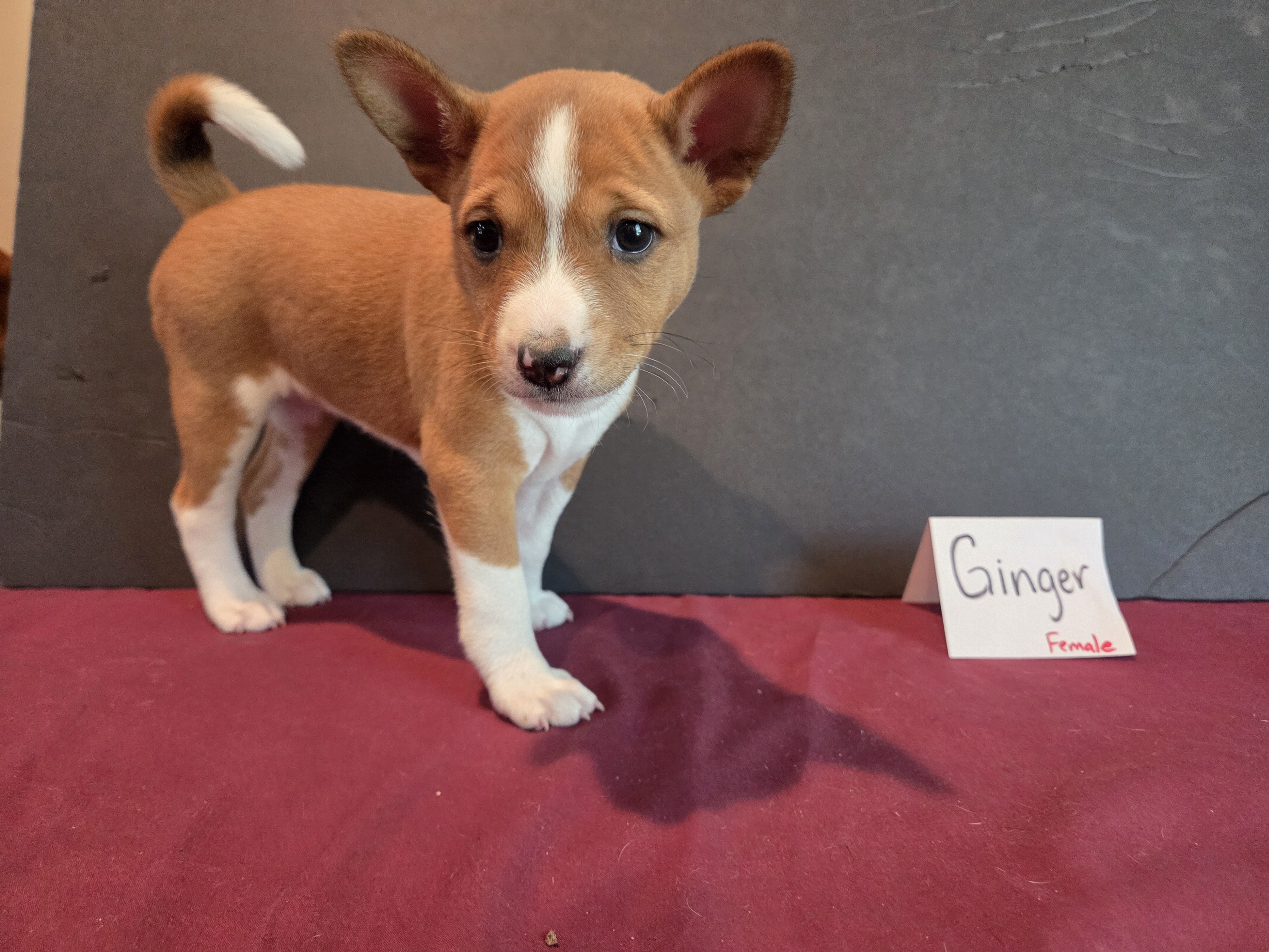 AKC Basenji puppies - males and females image 2