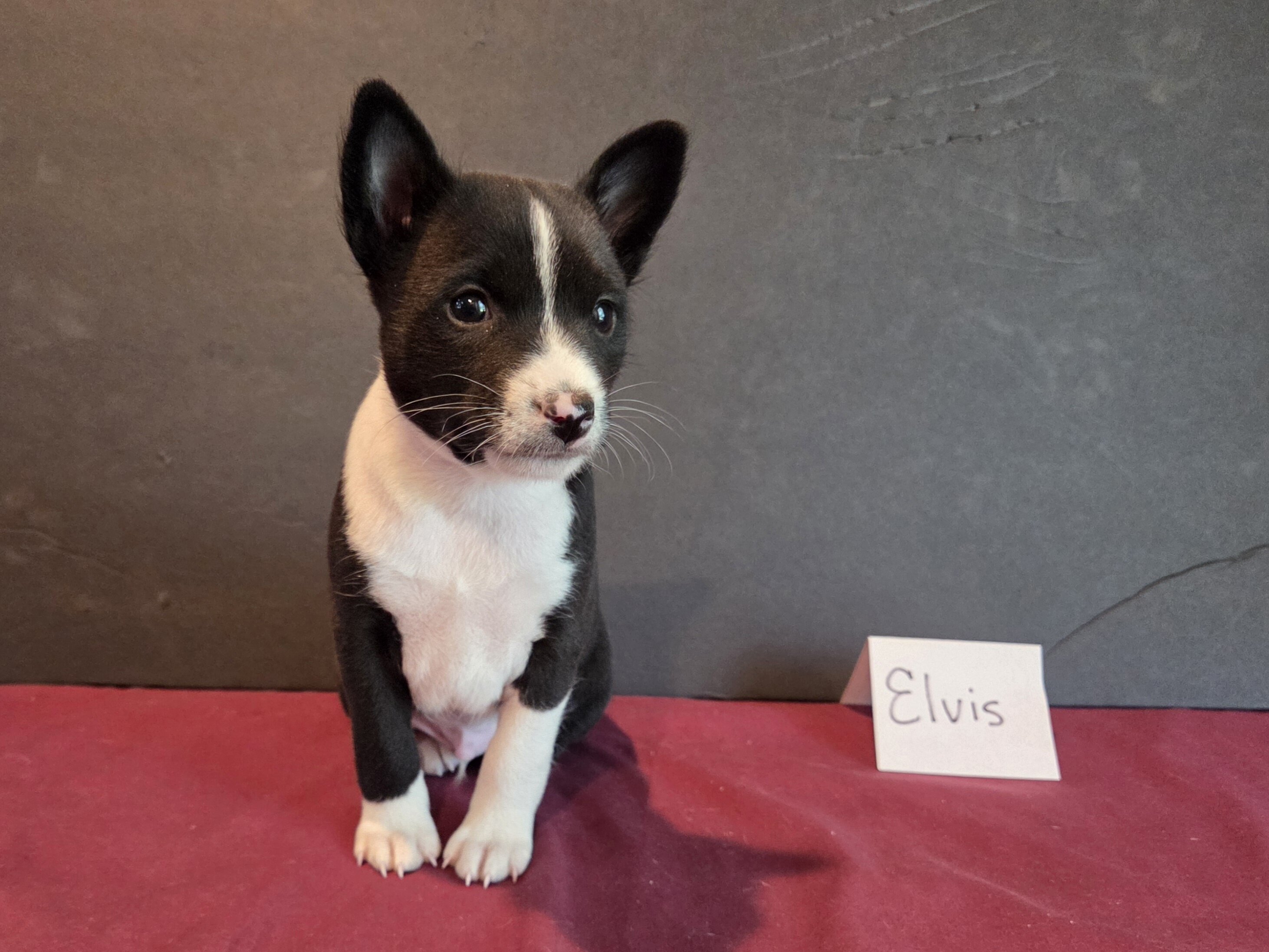 AKC Basenji puppies - males and females image 4