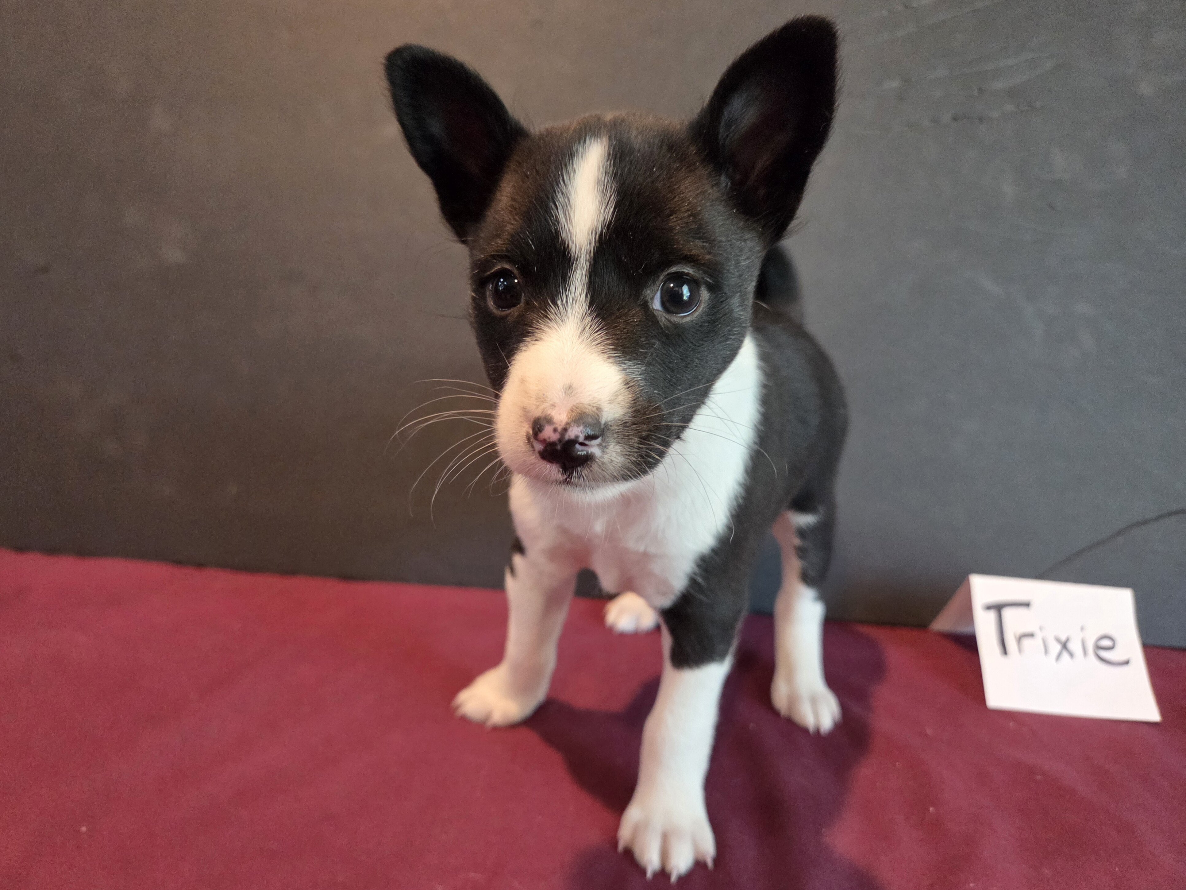 AKC Basenji puppies - males and females image 1