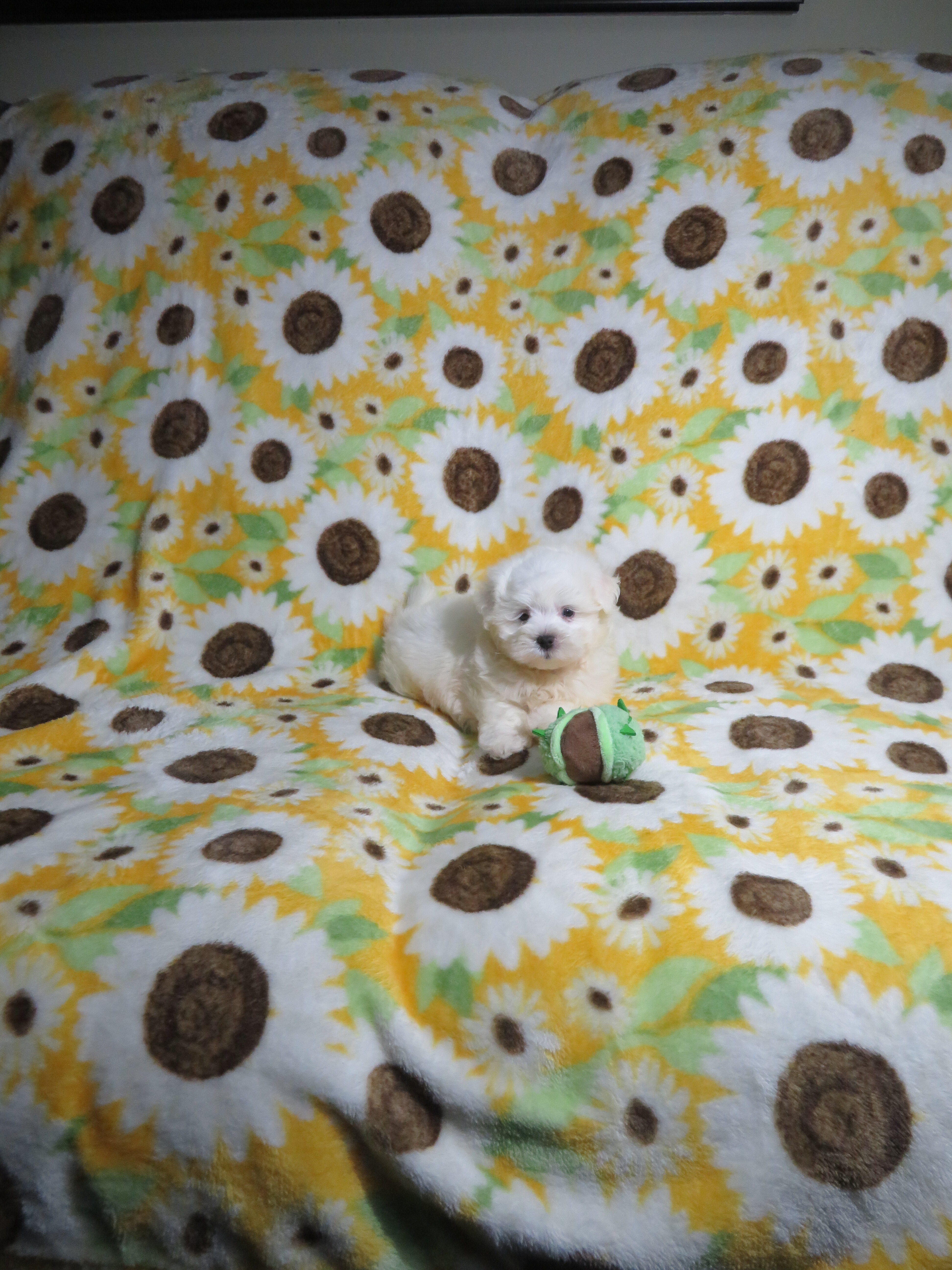 CKC Reg. Maltese Puppies image 2