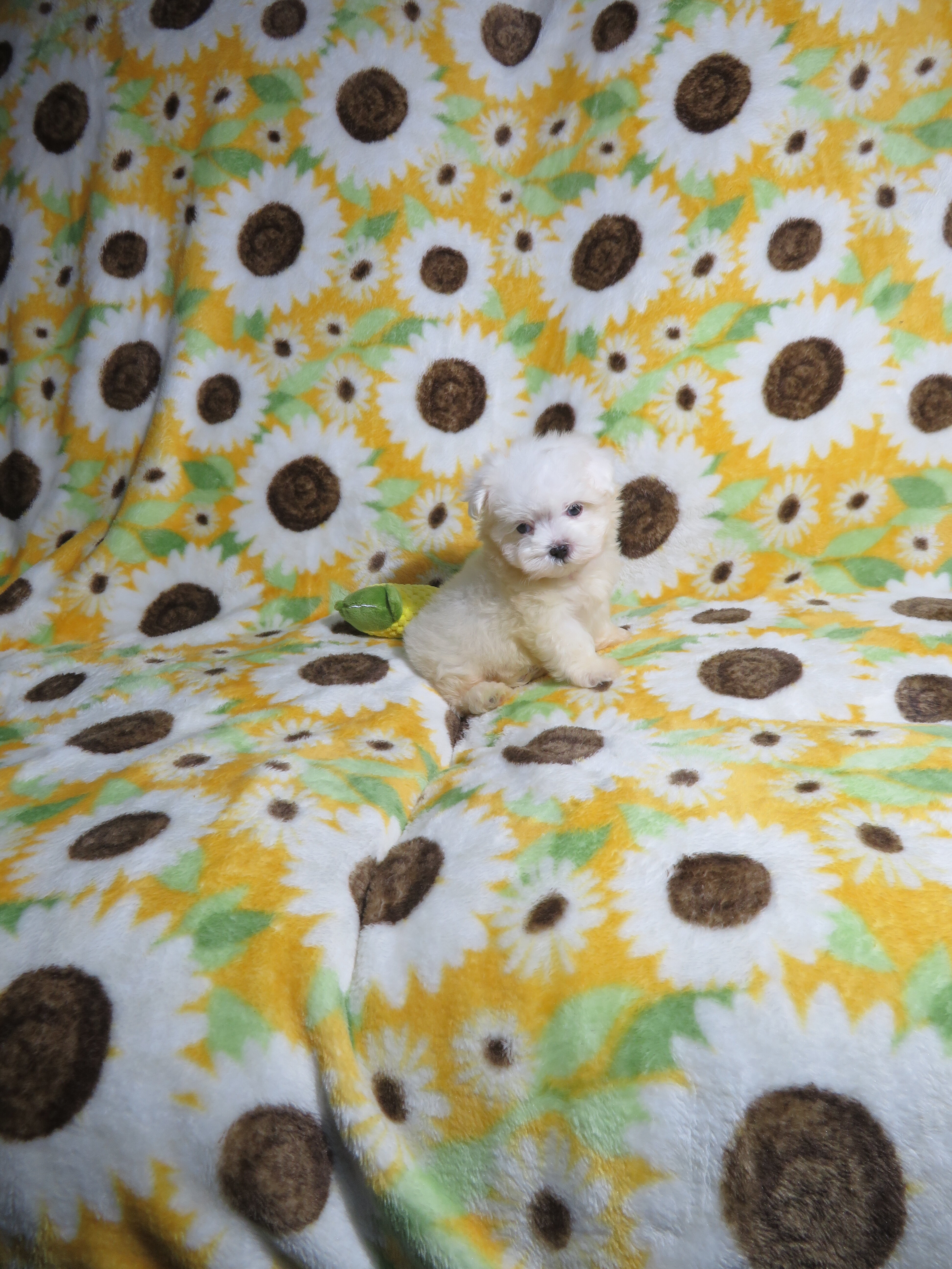 CKC Reg. Maltese Puppies image 1