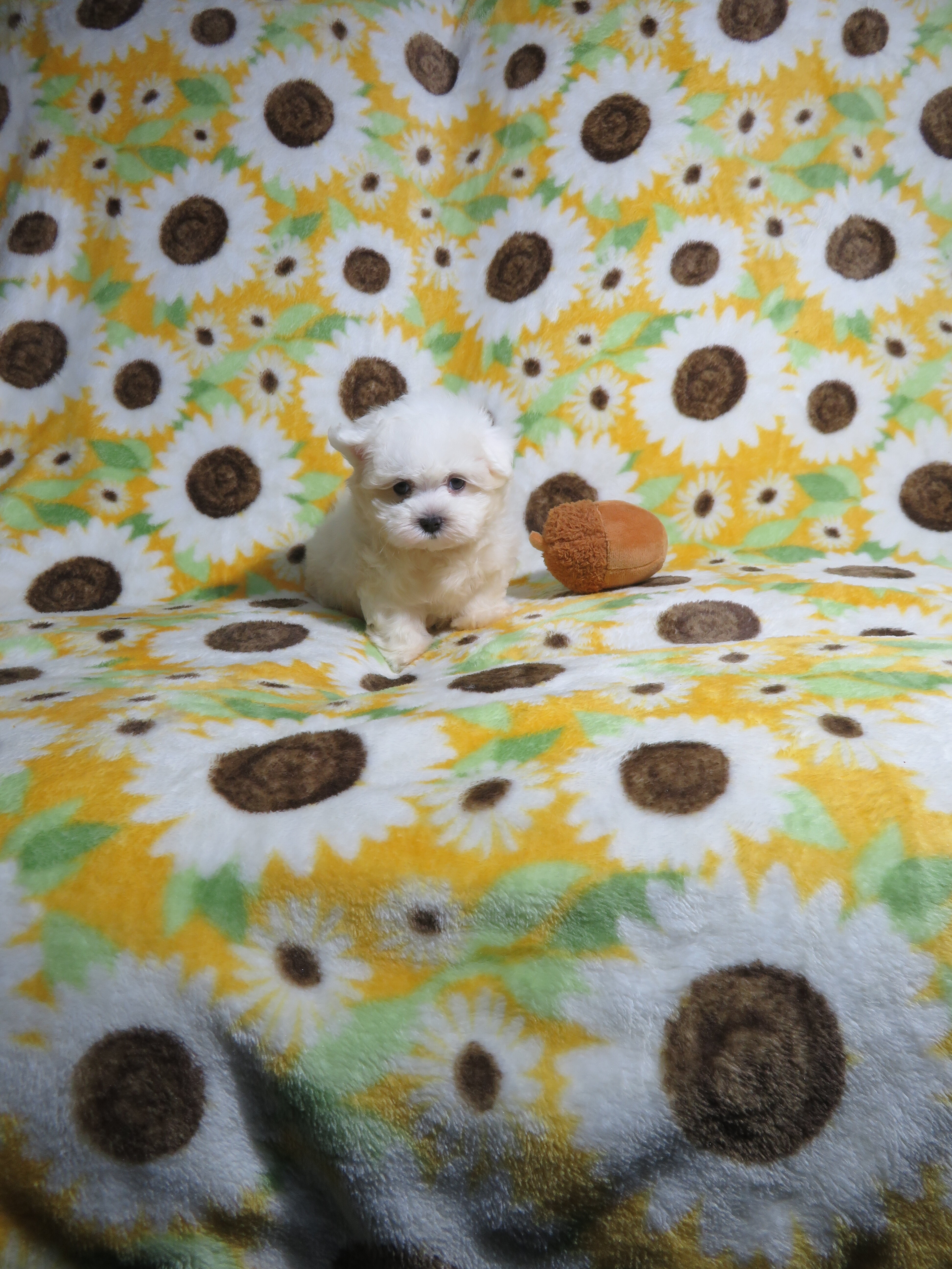 CKC Reg. Maltese Puppies image 3