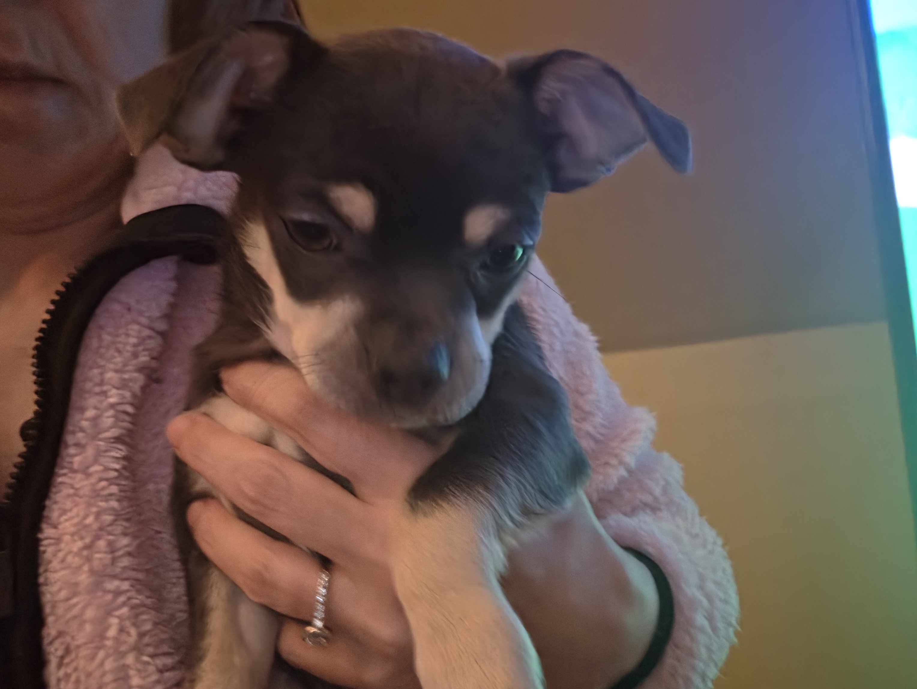 Chihuahua male pups. image 6