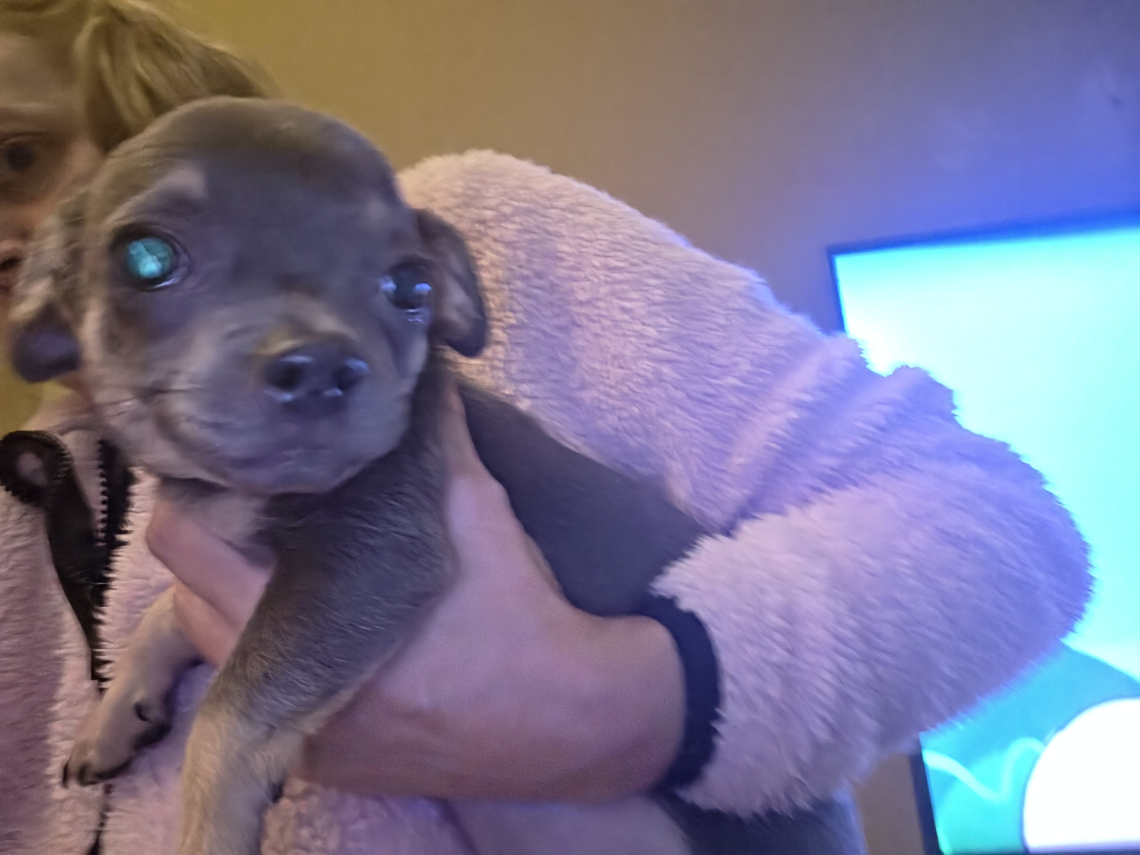 Chihuahua male pups. image 5