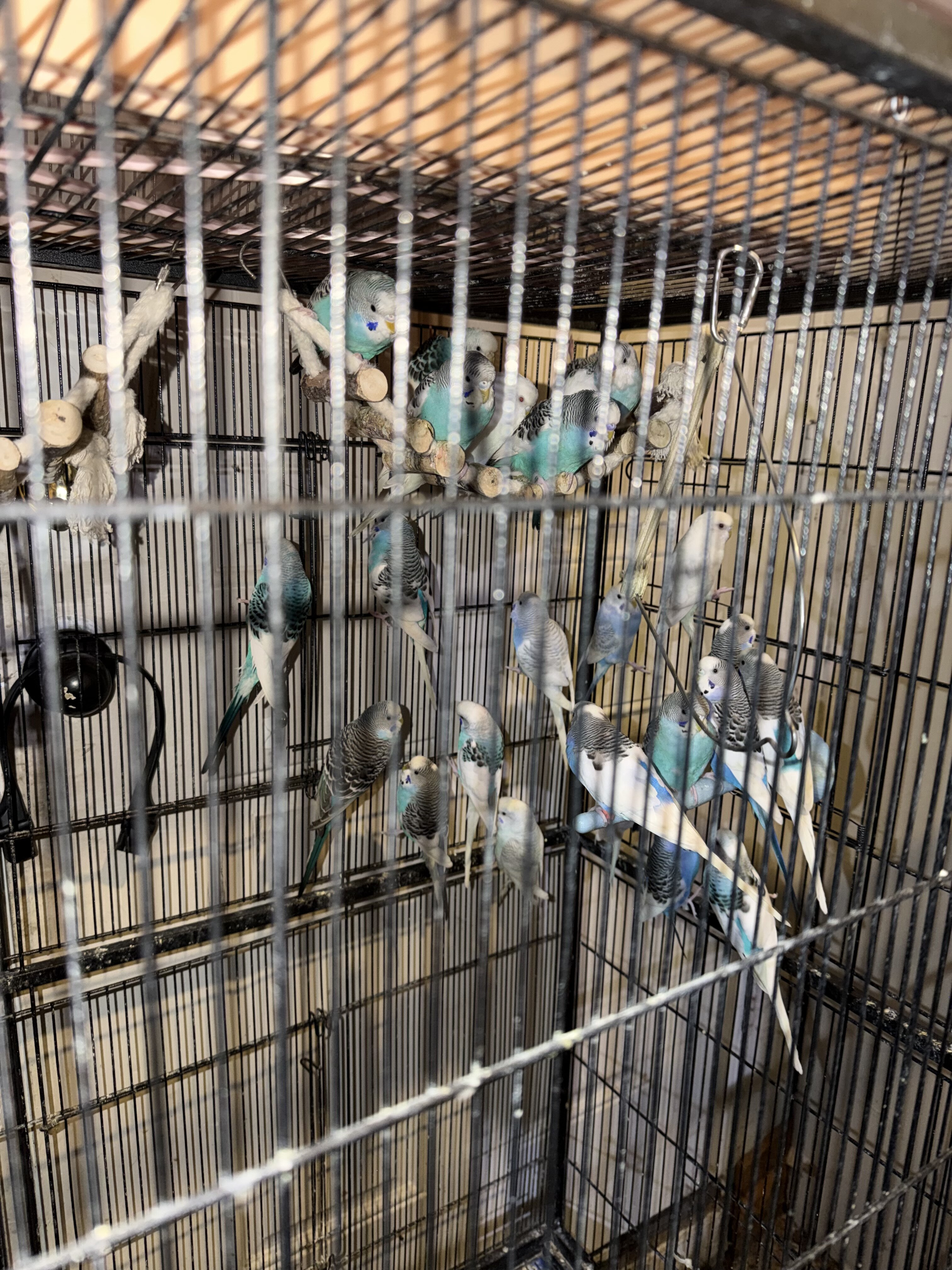 parakeet image 2